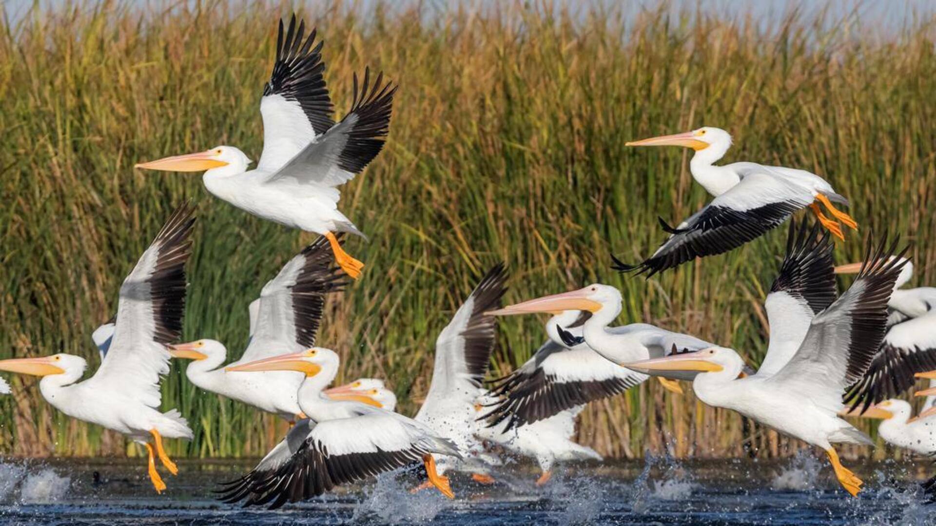 Mengungkap Keterampilan Navigasi Jarak Jauh dari Pelikan