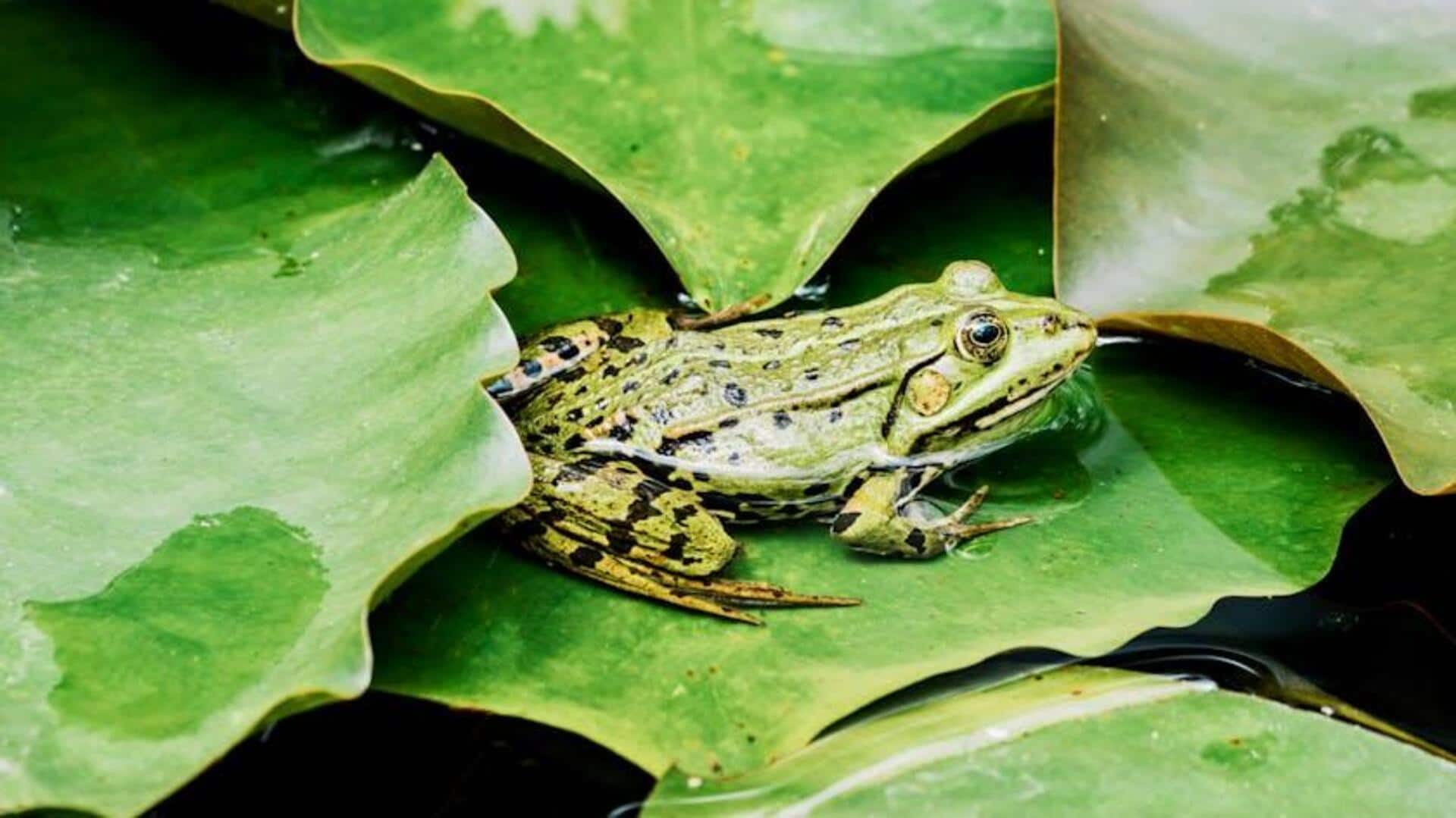 Dampak Kebisingan Lalu Lintas pada Katak di Megakota