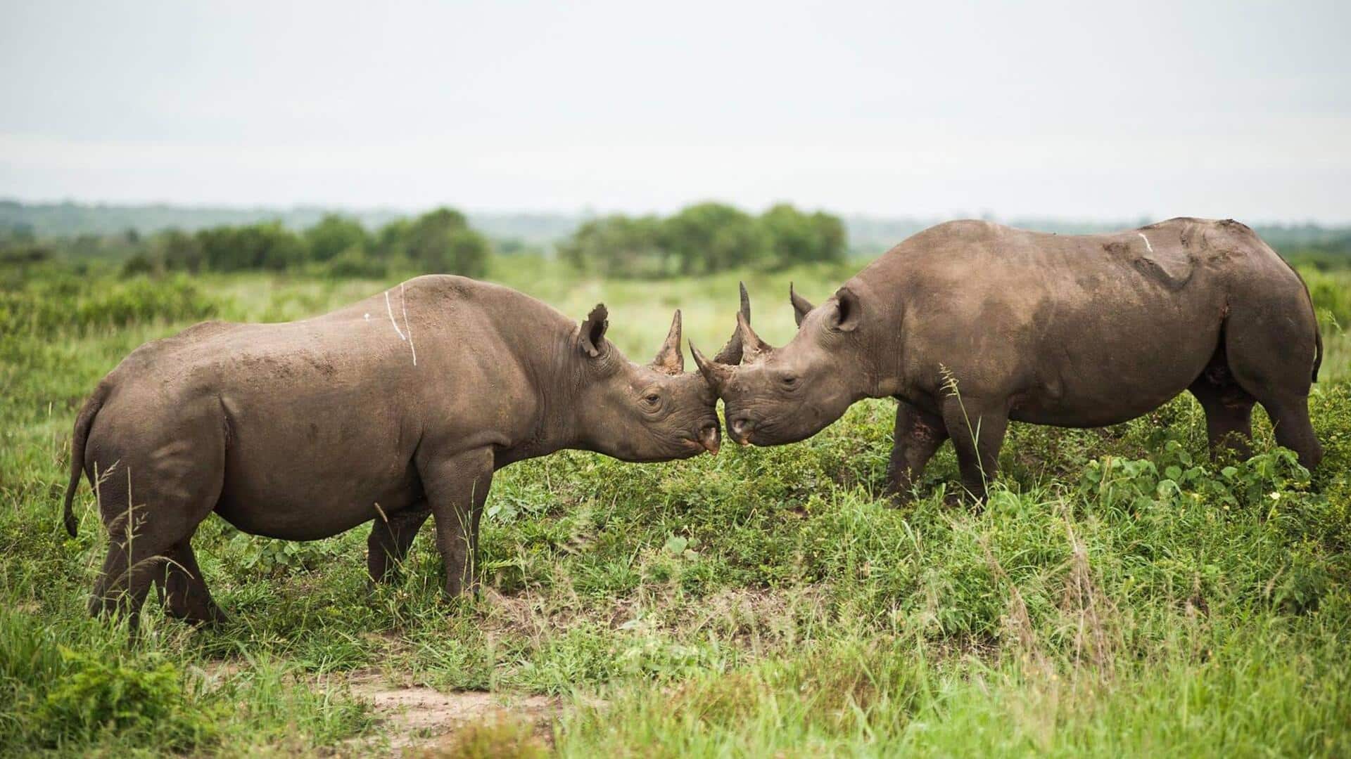 Komunikasi Cula Badak: Interaksi Sosial yang Menarik