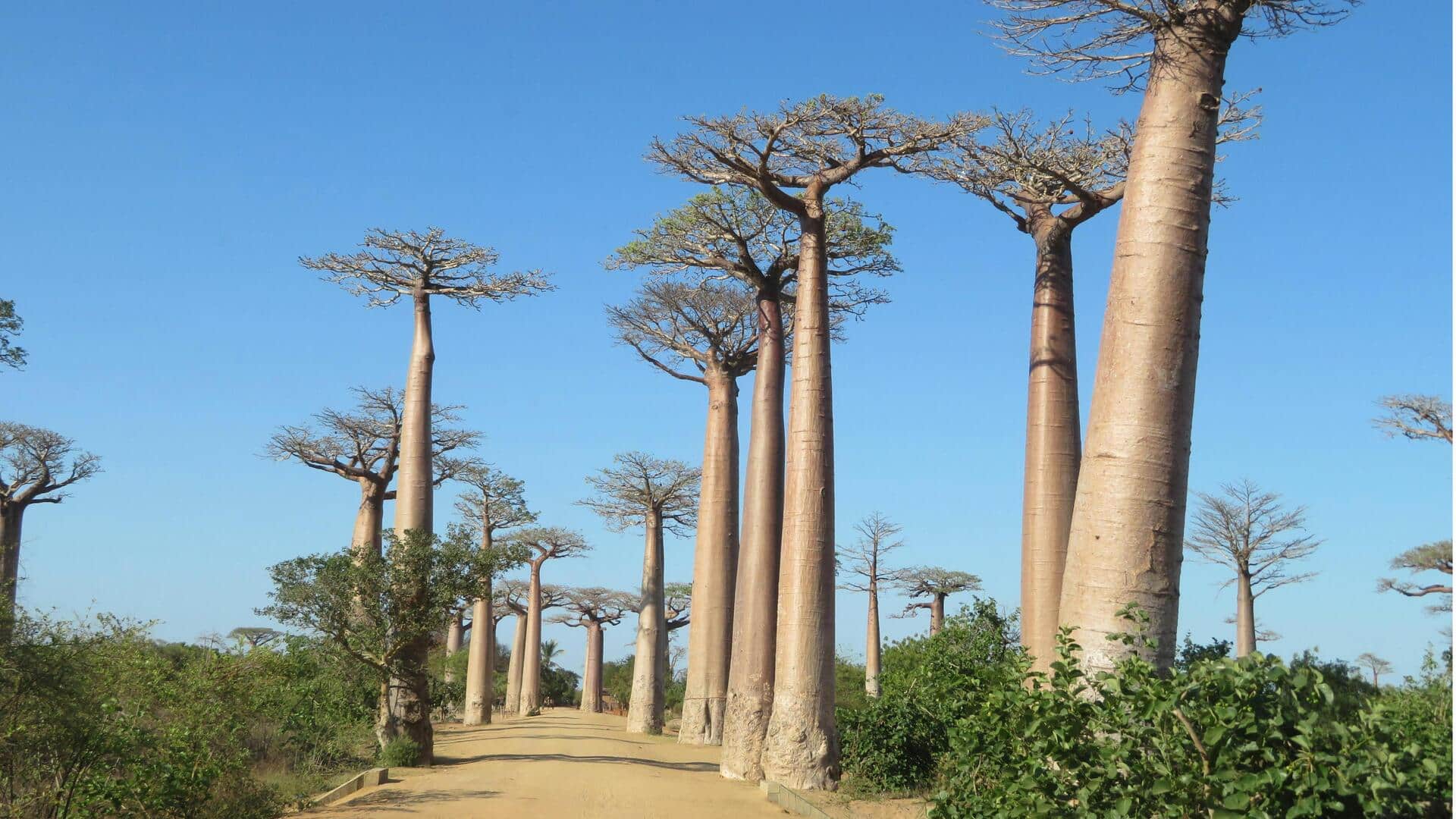 Menikmati Keunikan Alam Liar di Avenue of Baobabs, Madagaskar