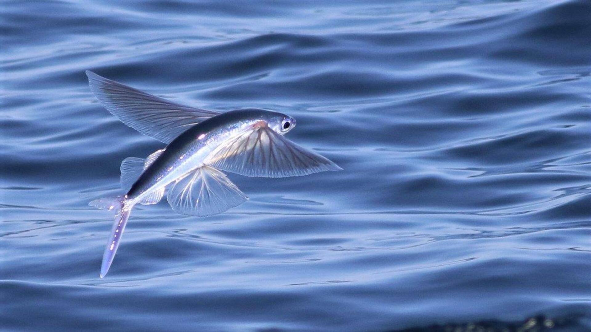 Mempelajari Habitat Ikan Terbang dan Perilaku Uniknya Mempelajari Habitat Ikan Terbang dan Perilaku Uniknya