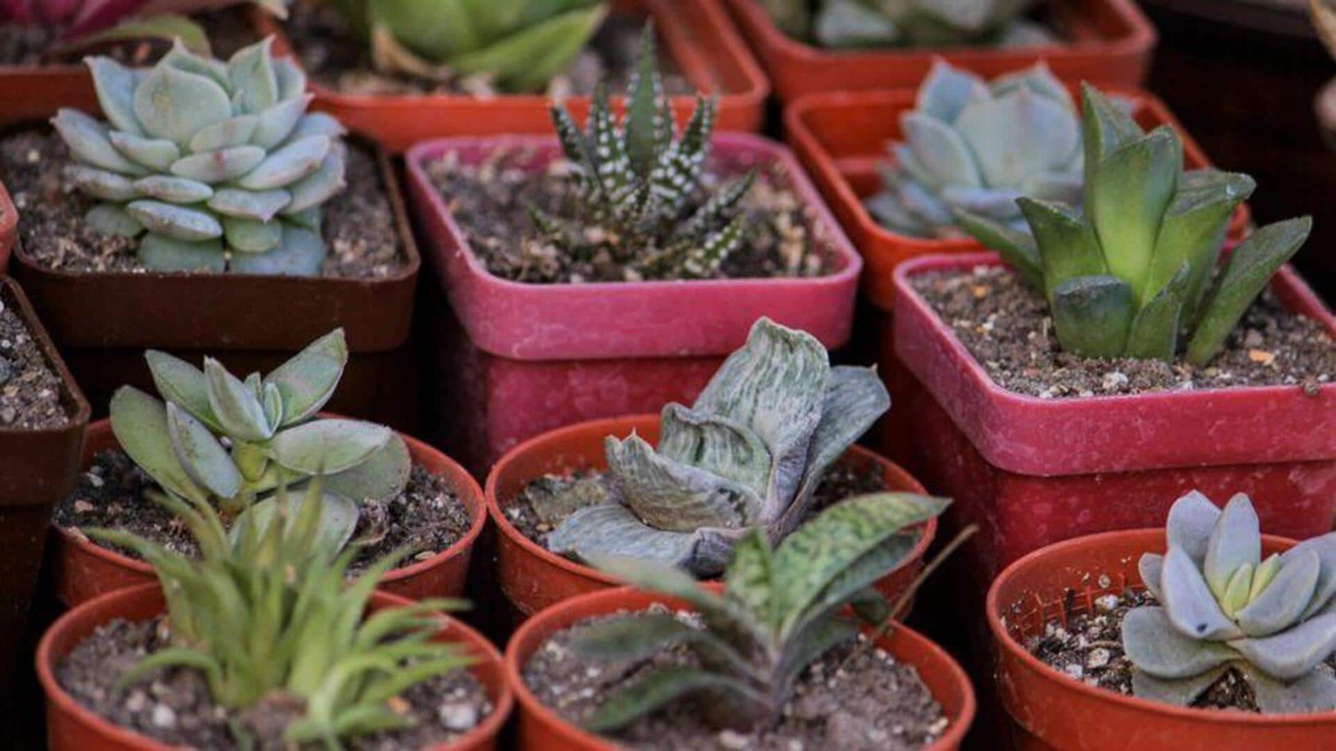 Cara Menyebarkan Sukulen dari Daun dengan Sukses