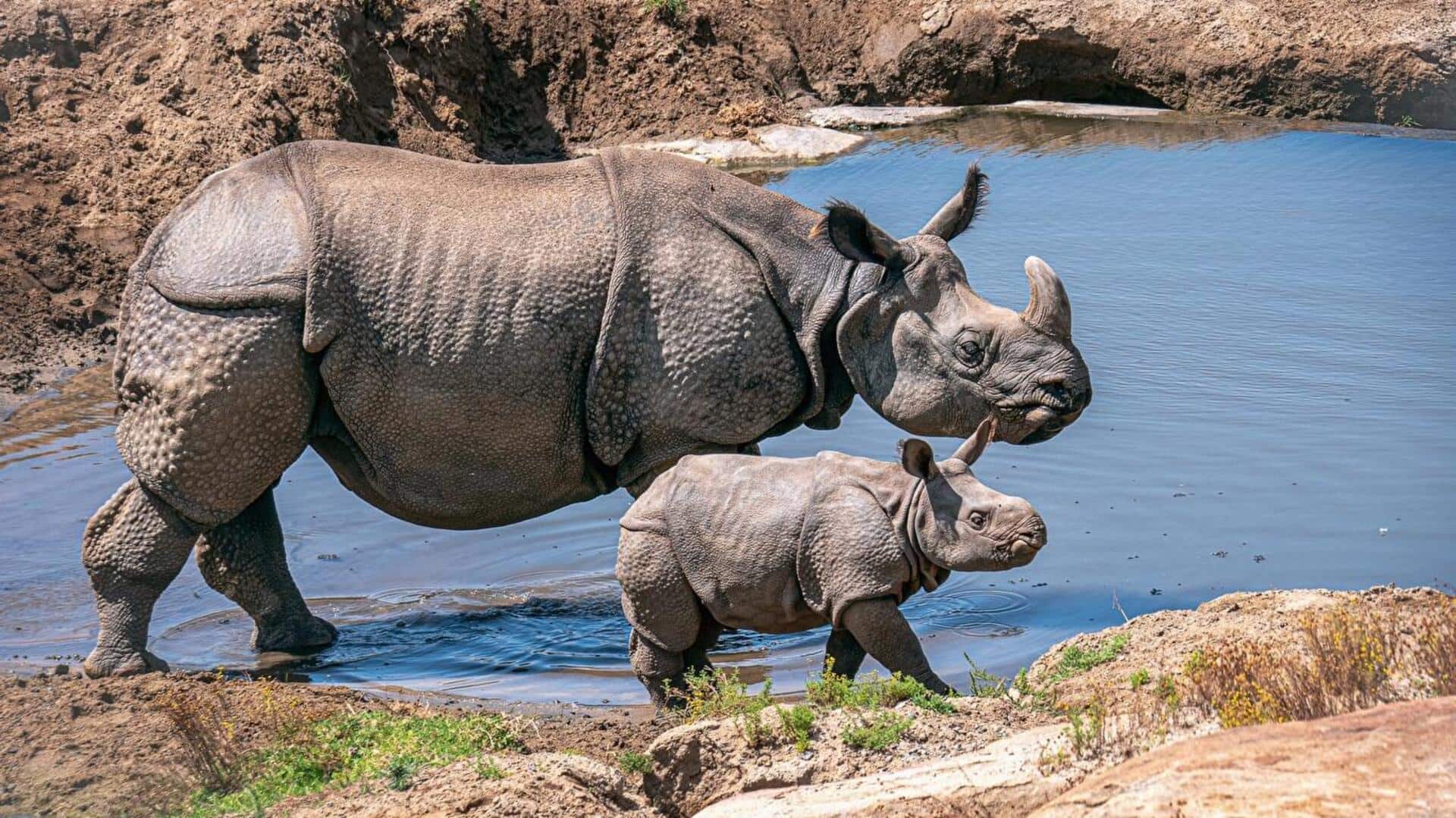 Lima Cara Pintar Badak dalam Melindungi Anaknya di Alam Liar