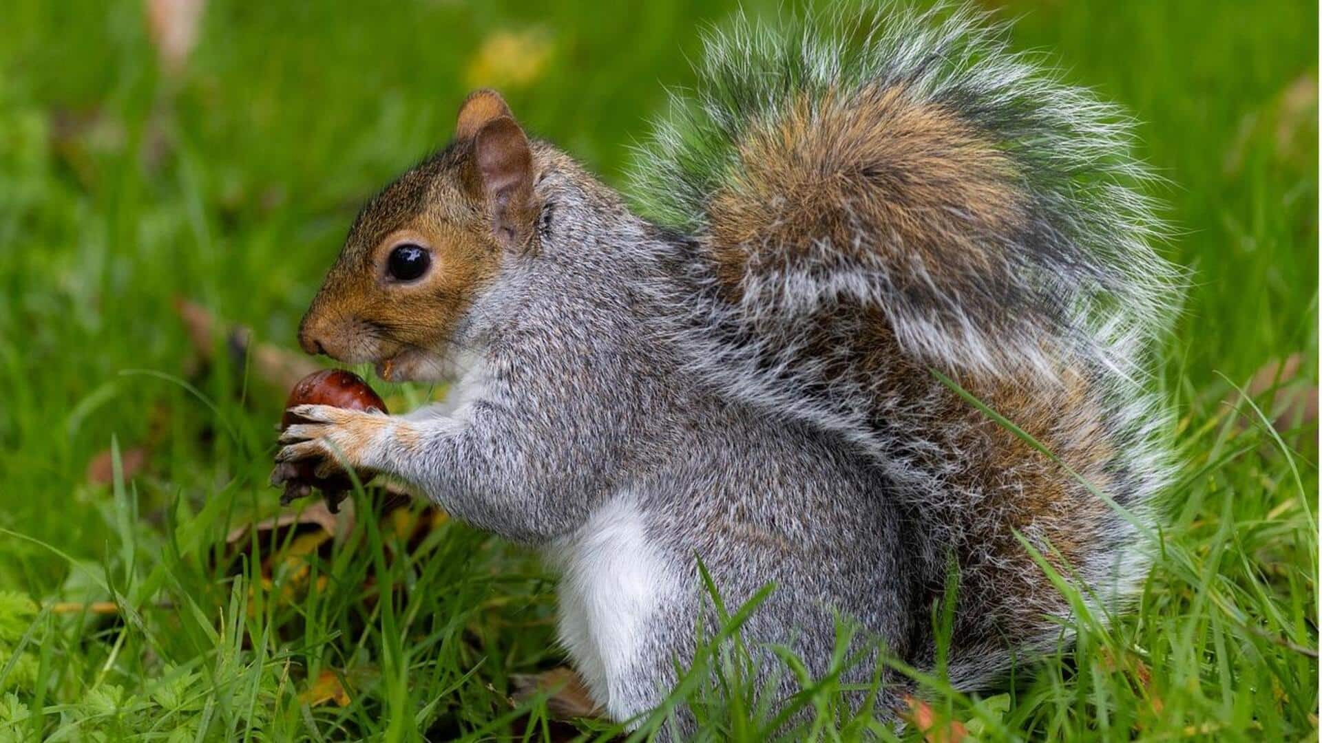 Mengapa Tupai Mengubur Banyak Kacang?