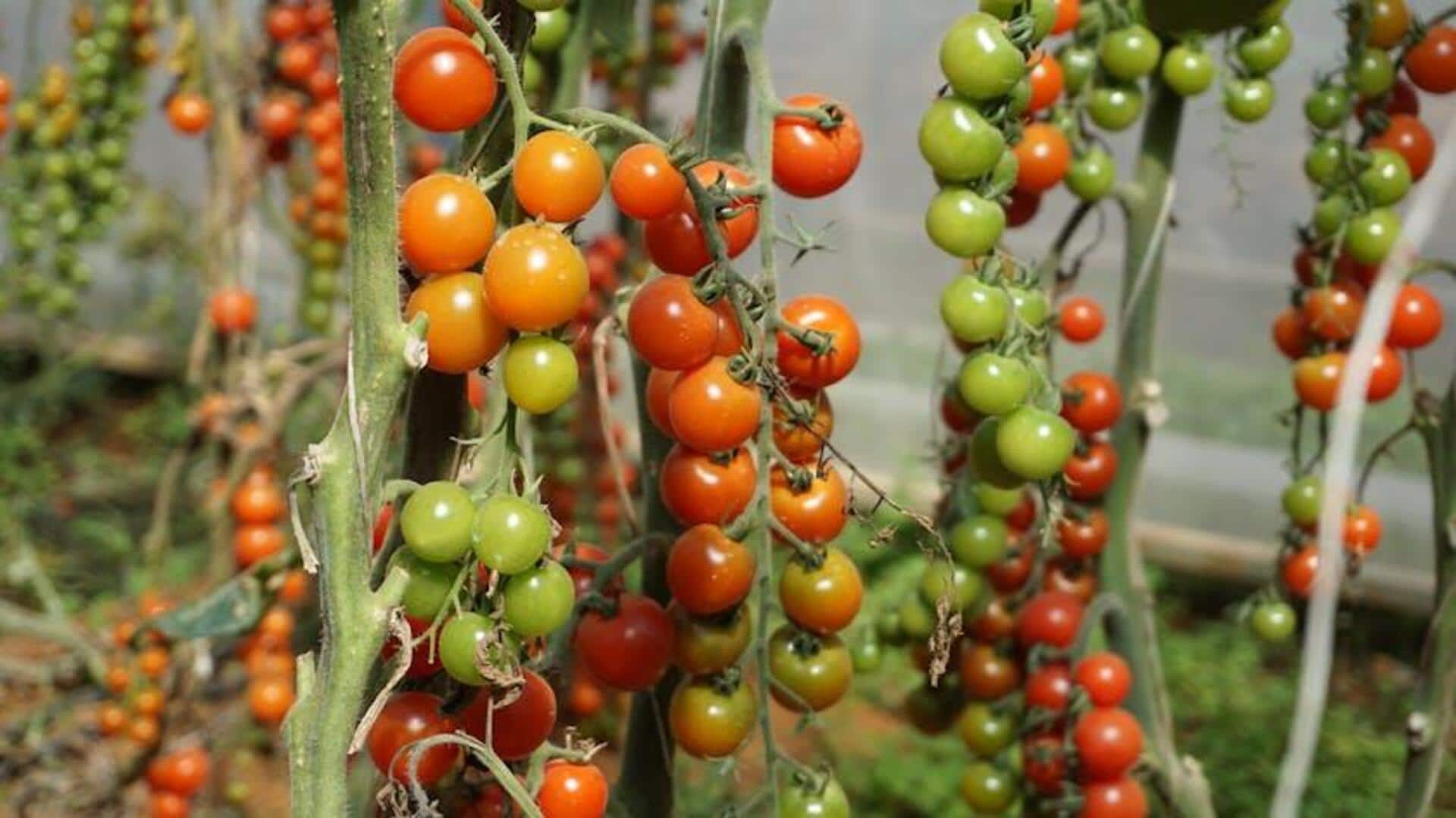 Cara Menanam Tomat Ceri di Kebun Kota Kecil