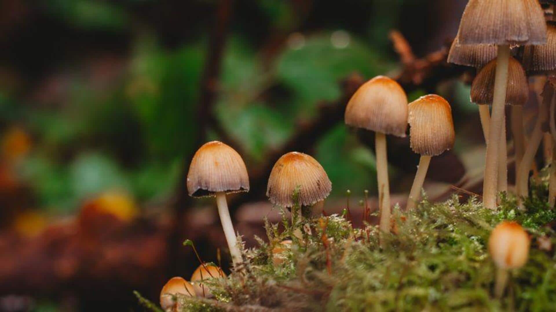 Cara Mengejutkan Jamur Memengaruhi Inovasi Bioteknologi