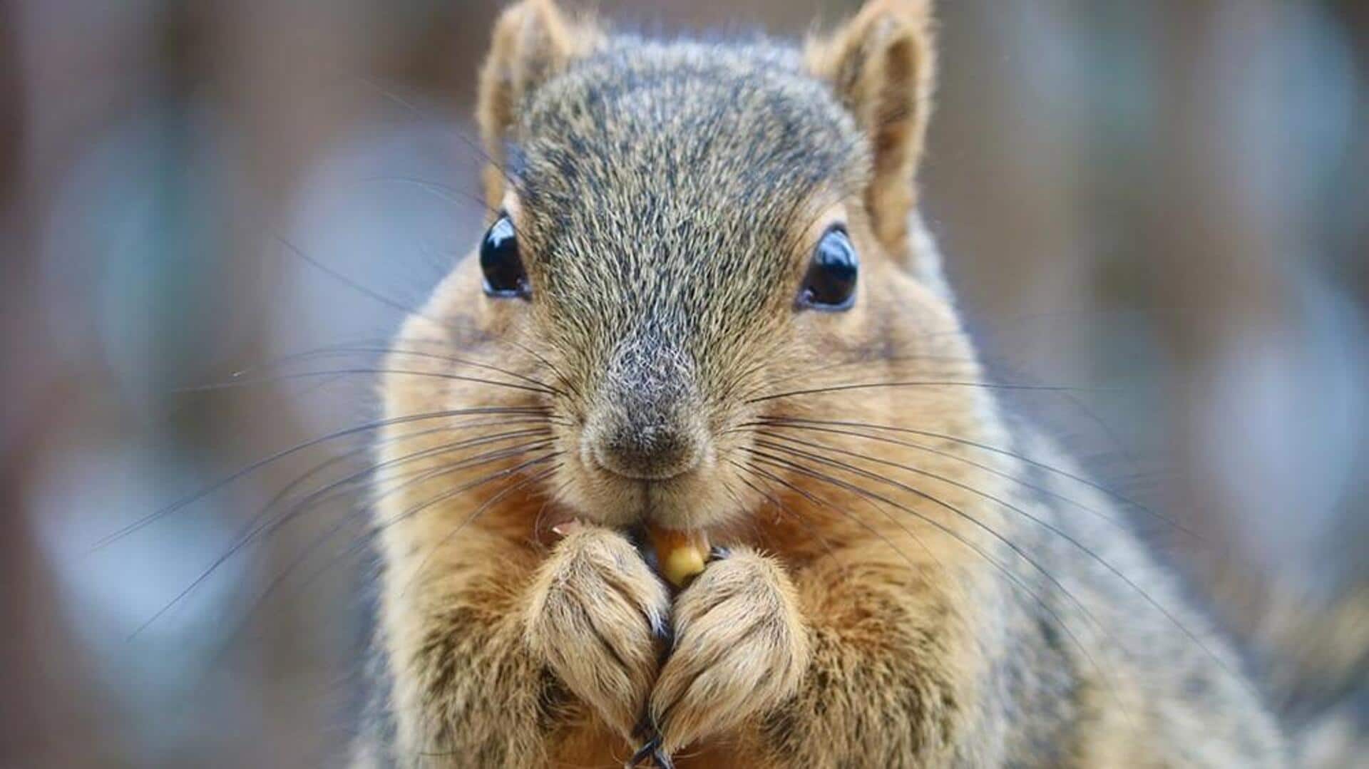 Peran Tak Terduga dari Kumis Tupai dalam Kehidupan Sehari-hari Mereka