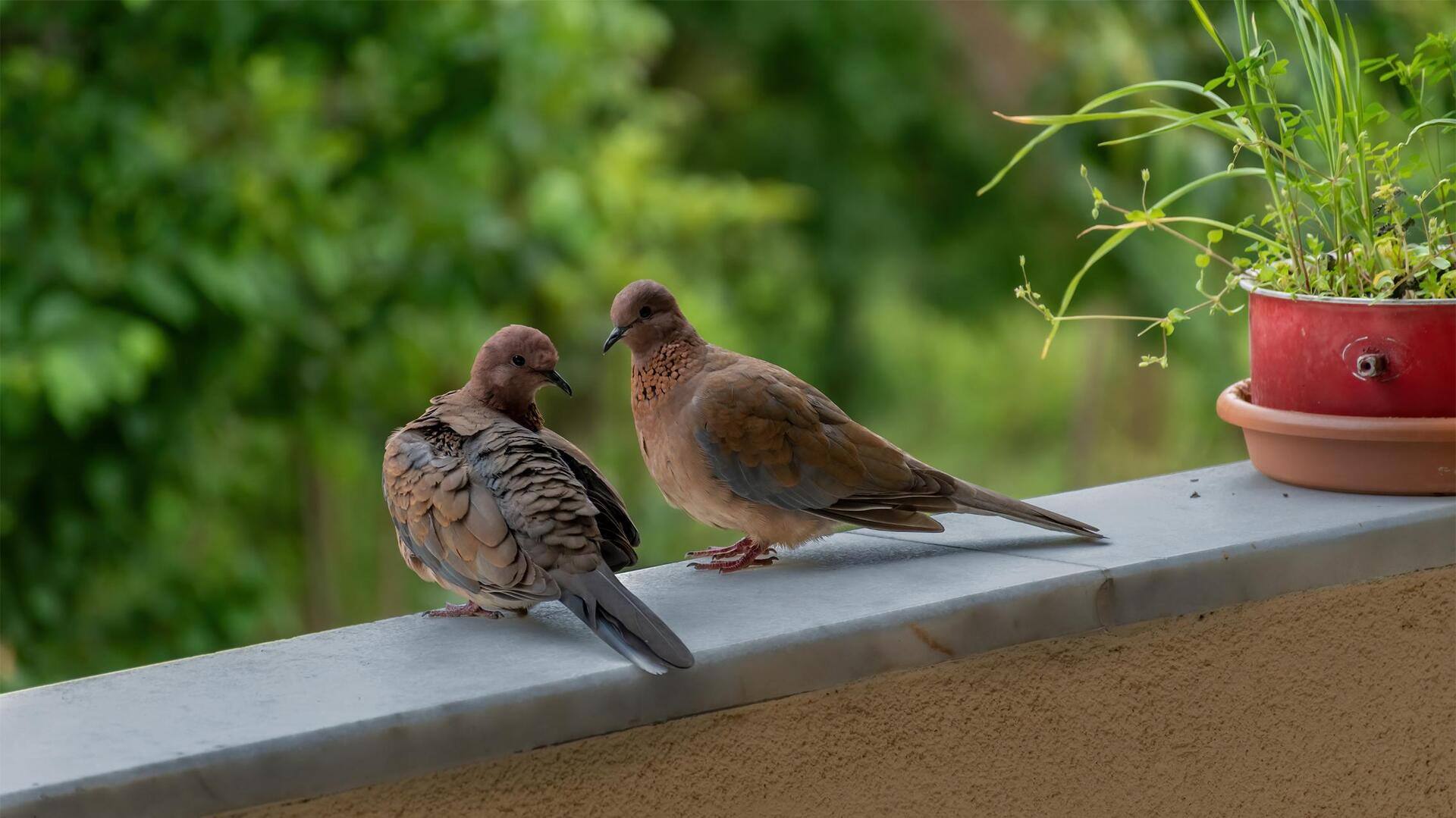 Menangkap Gambar Satwa Liar Perkotaan dari Balkon Anda