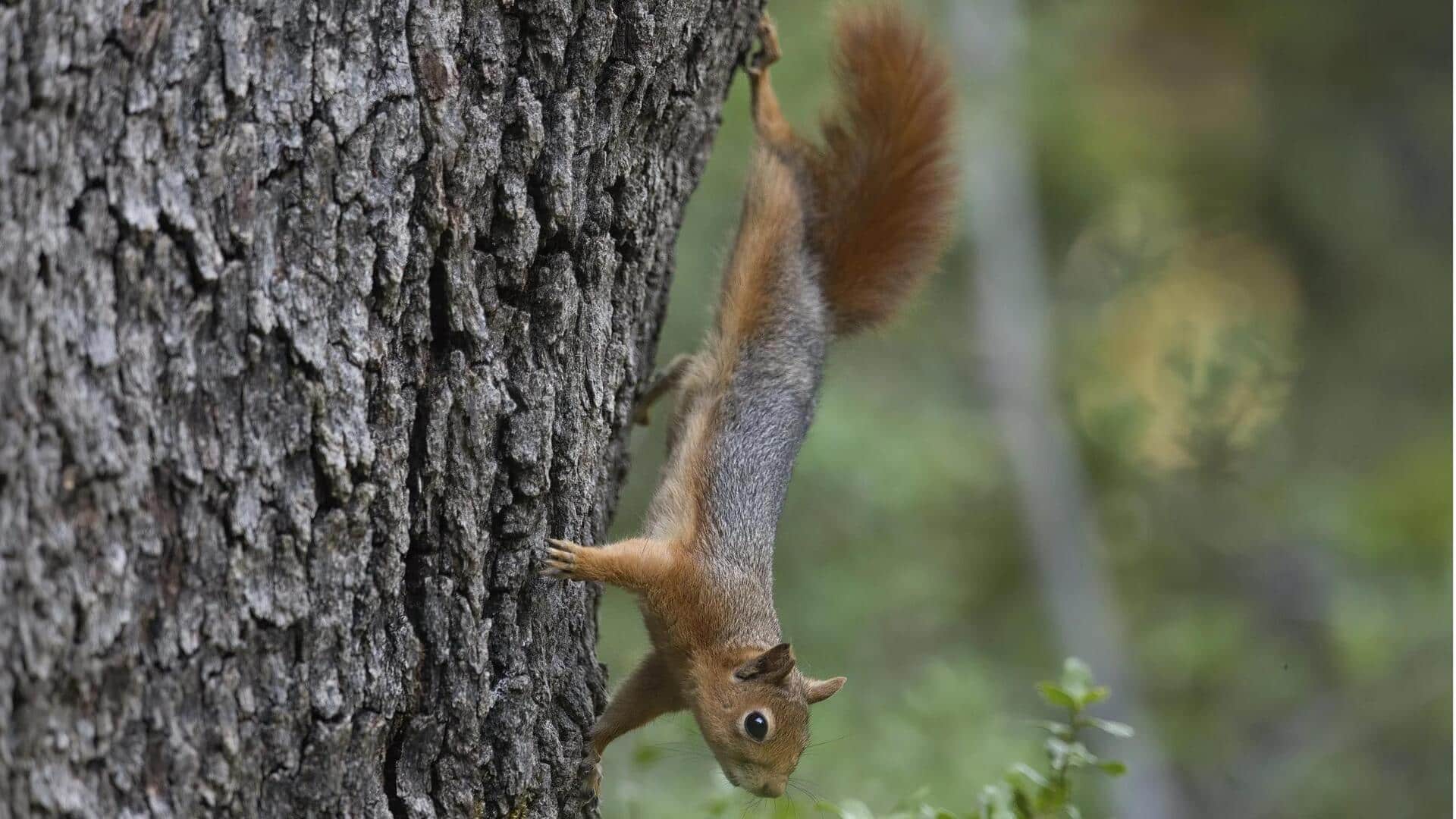 Lima Fungsi Mengejutkan dari Kulit Pohon dalam Kehidupan Tupai