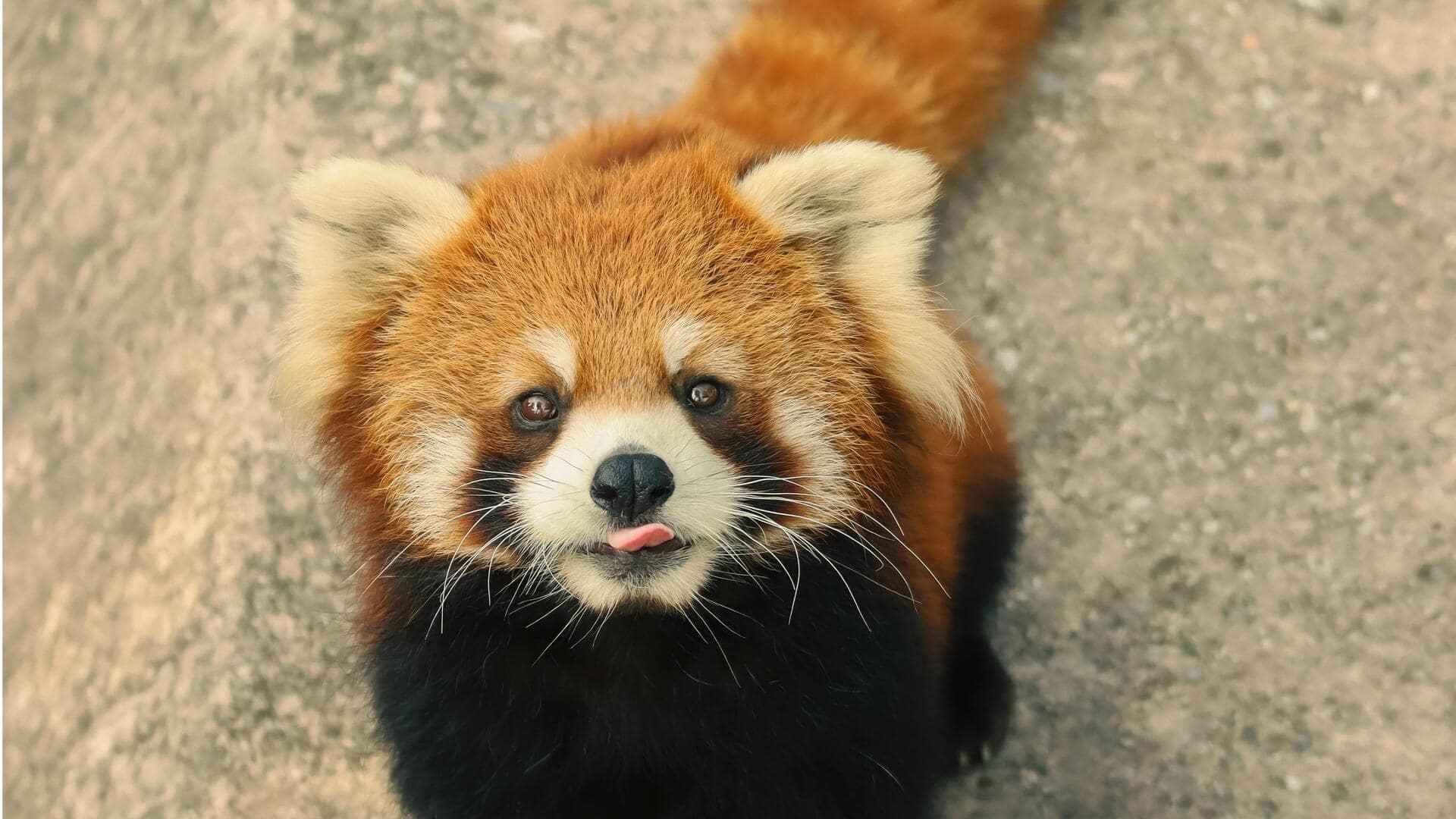 Deretan fakta menarik tentang panda merah