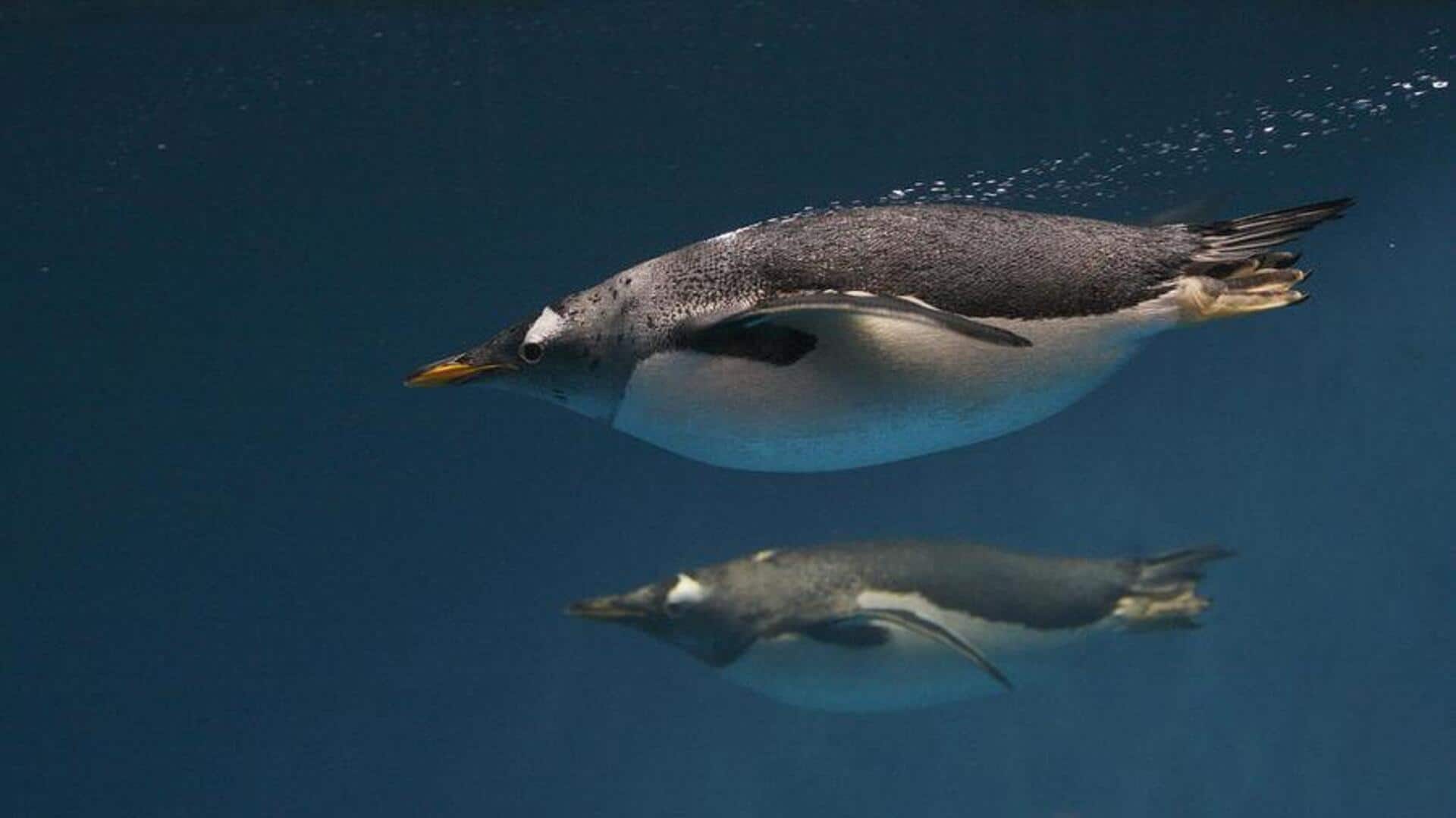 Mengungkap Kecepatan Berenang Penguin Gentoo di Antartika