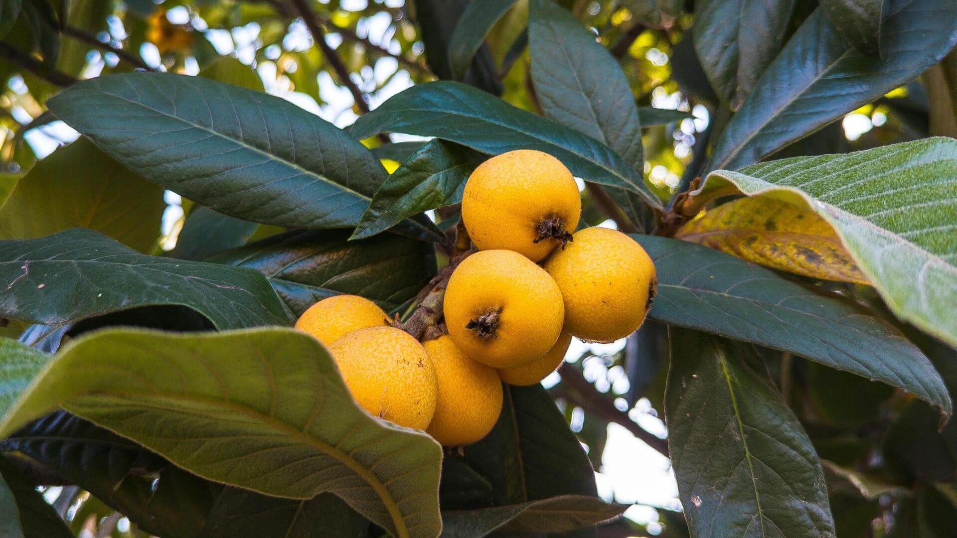 Cara Menanam Loquat dari Biji di Rumah