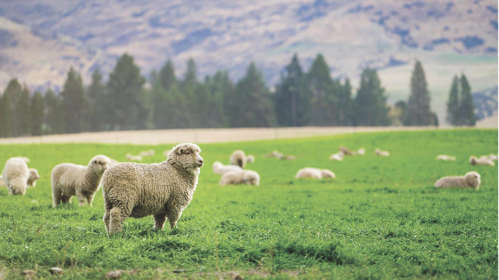 Praktik Keberlanjutan Peternakan Domba dari Lima Negara