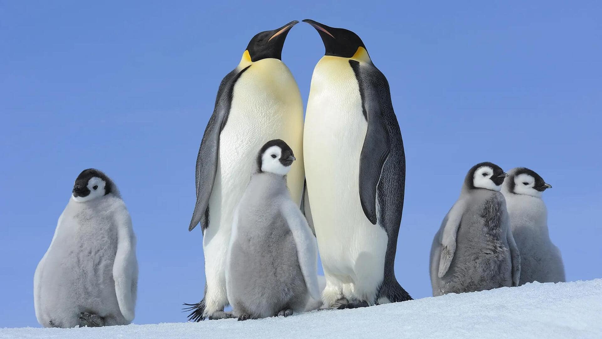 Cara Penguin Merawat Anaknya di Kondisi Cuaca yang Ekstrem