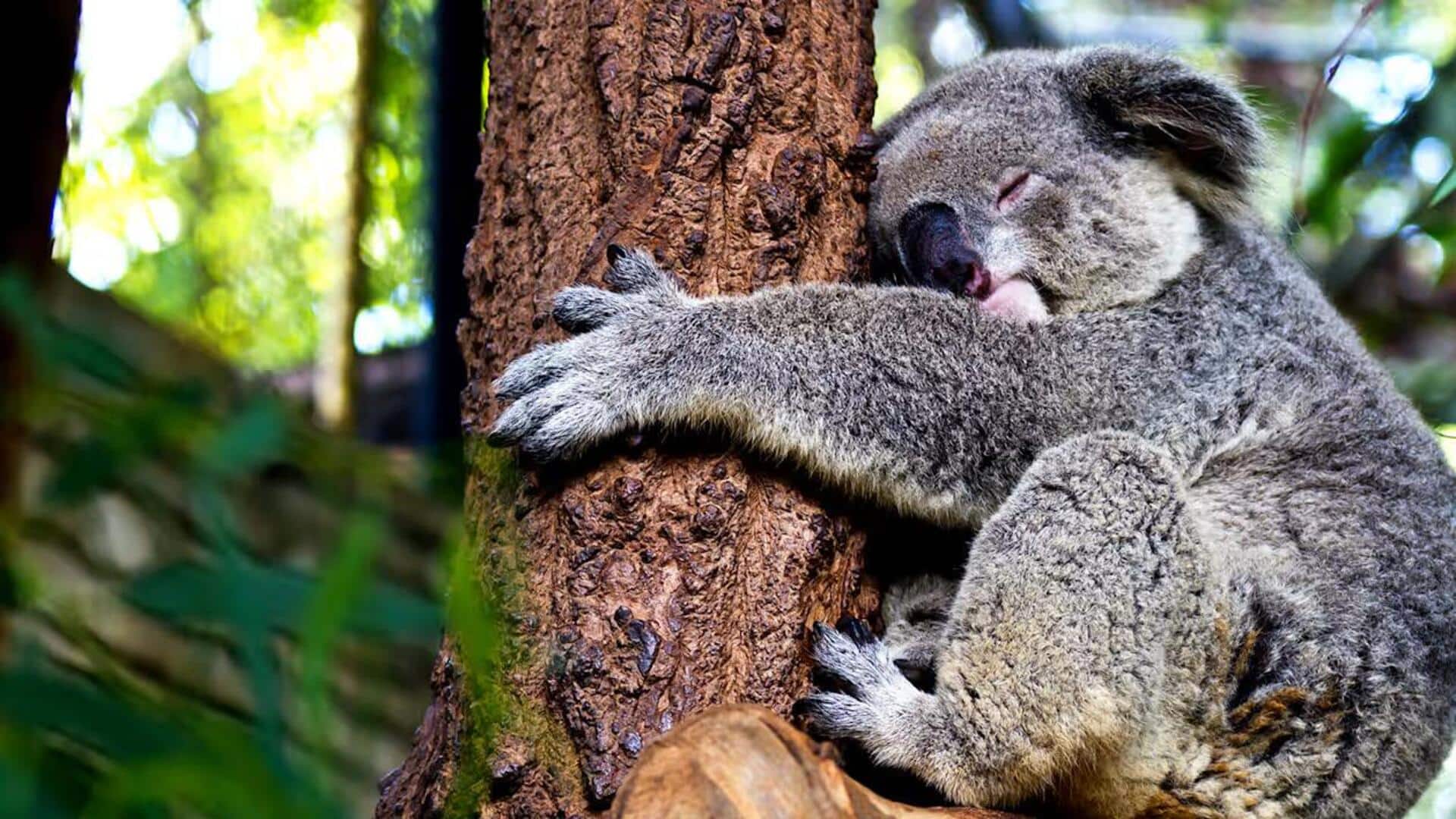 Mengungkap Lima Alasan Perilaku Unik Koala yang Suka Memeluk Pohon