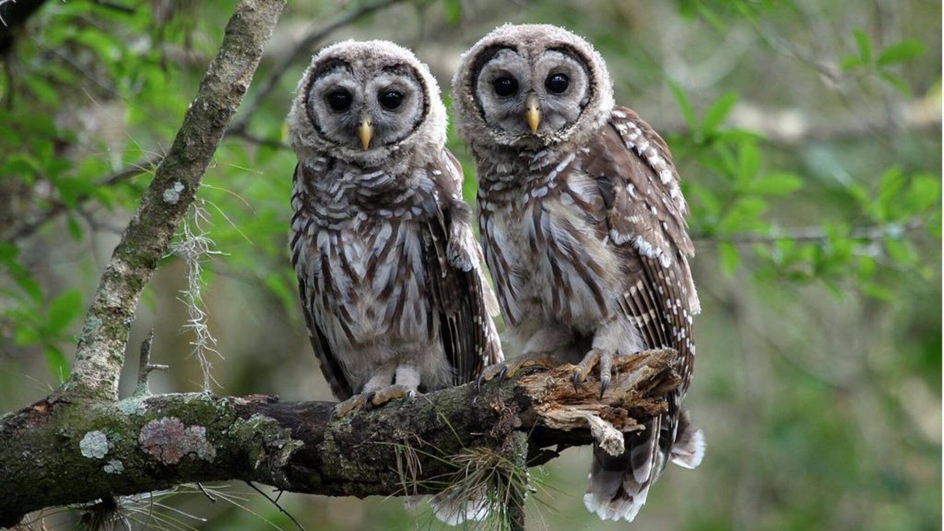 Mengungkap Lima Vokalisasi Burung Hantu yang Unik