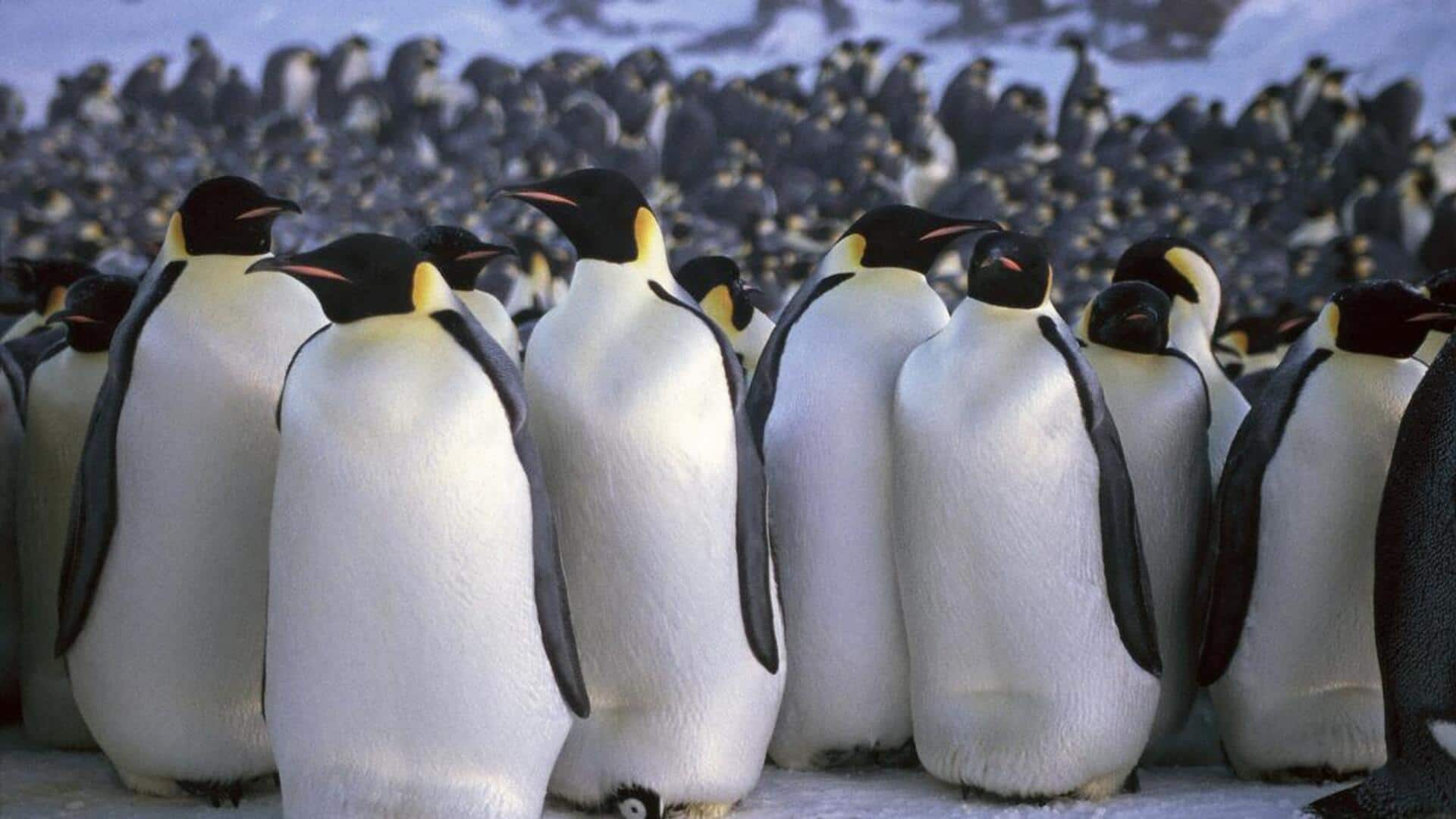 Alasan Dibalik Kebiasaan Berkerumun dari Penguin di Antartika