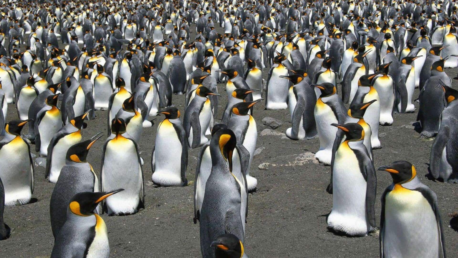 Memahami Kemampuan Navigasi Penguin