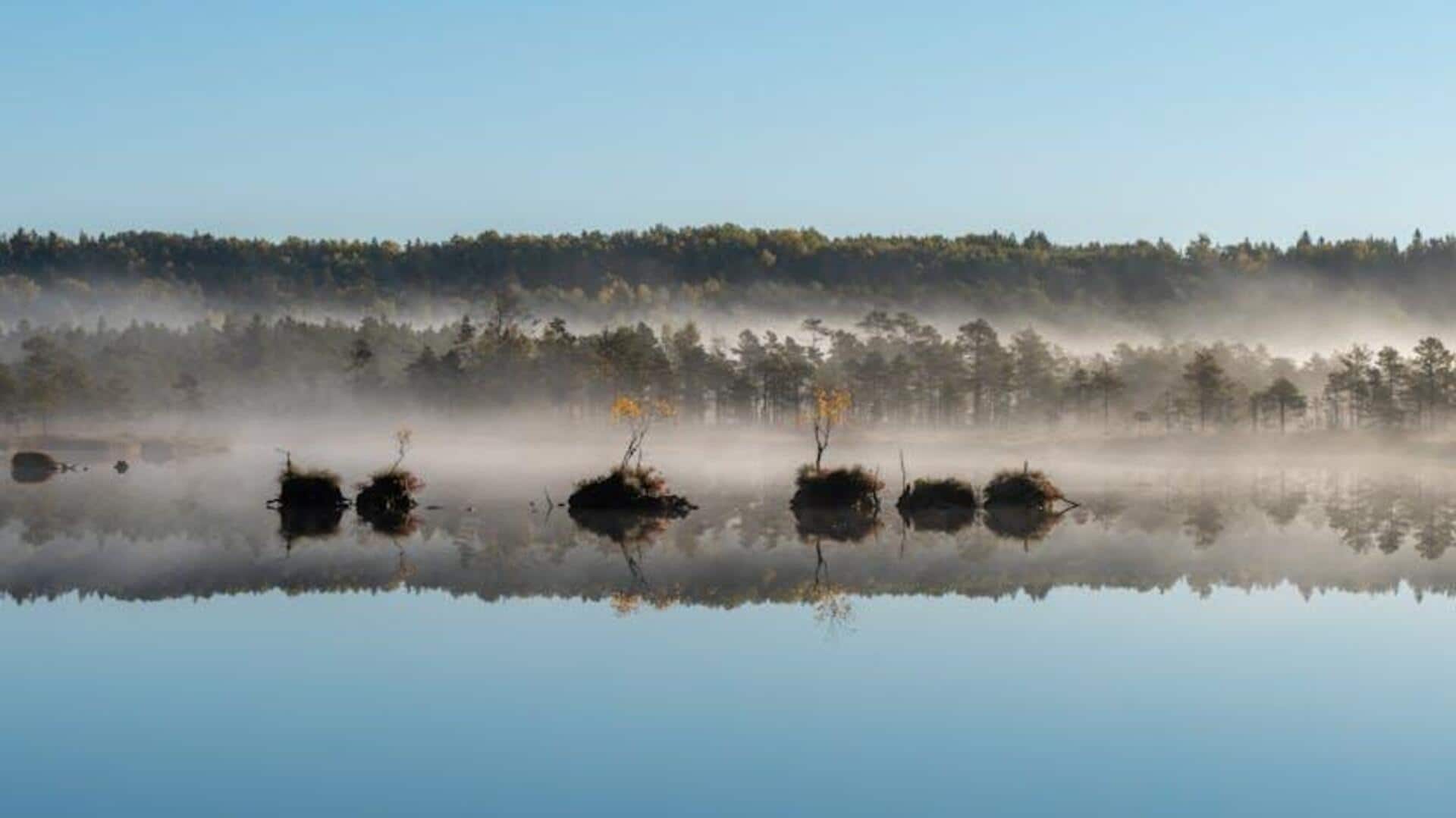 Lima Tempat Terbaik untuk Menyaksikan Satwa Liar di Estonia