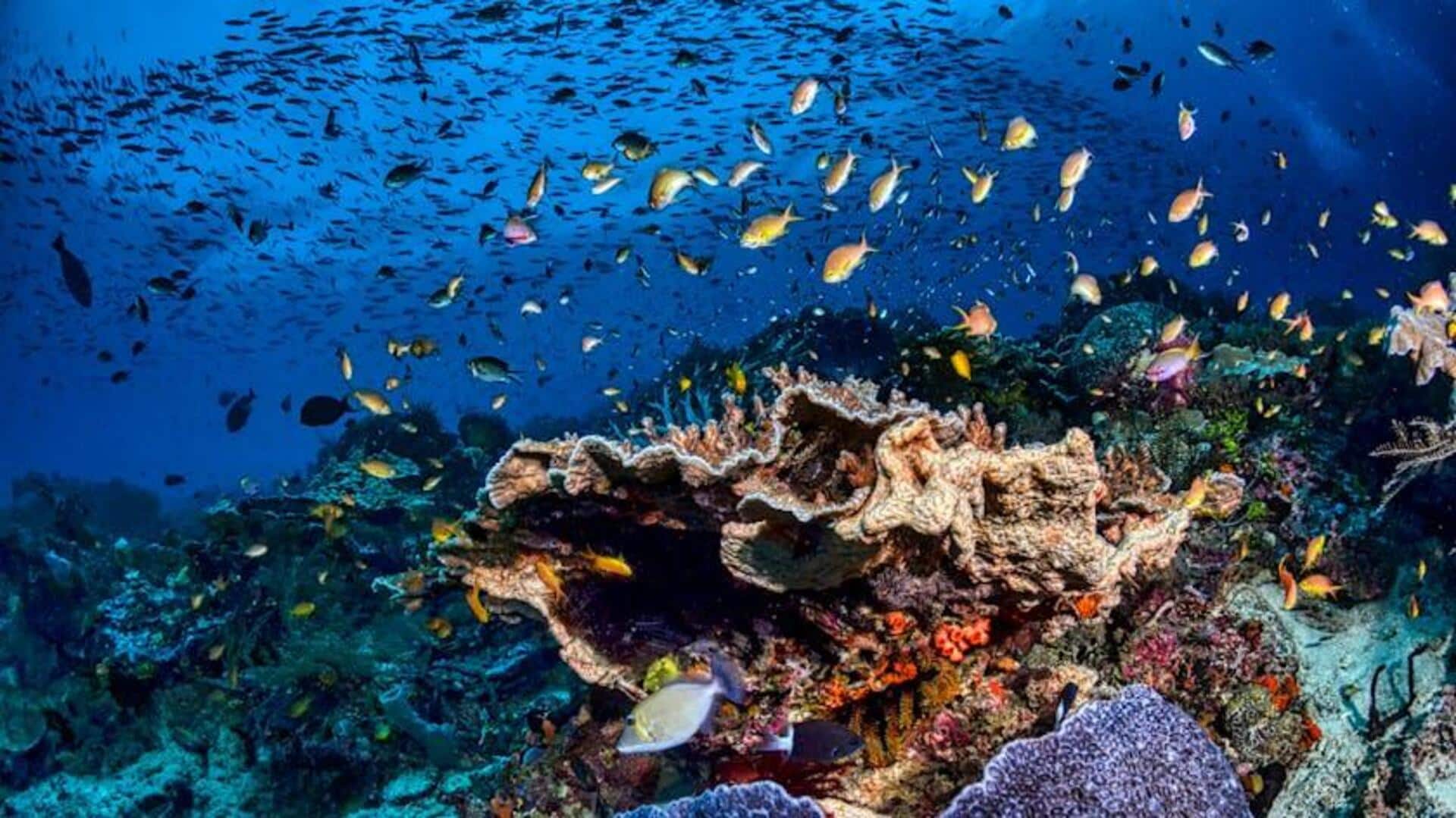 Menjajal Lima Habitat Karang di Dunia
