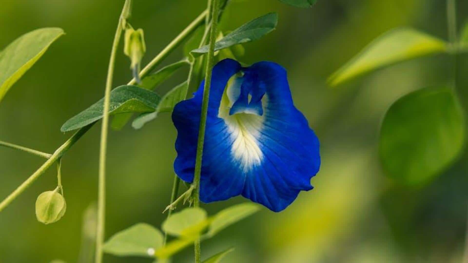 Bunga Indonesia yang Menyajikan Kejutan Kuliner