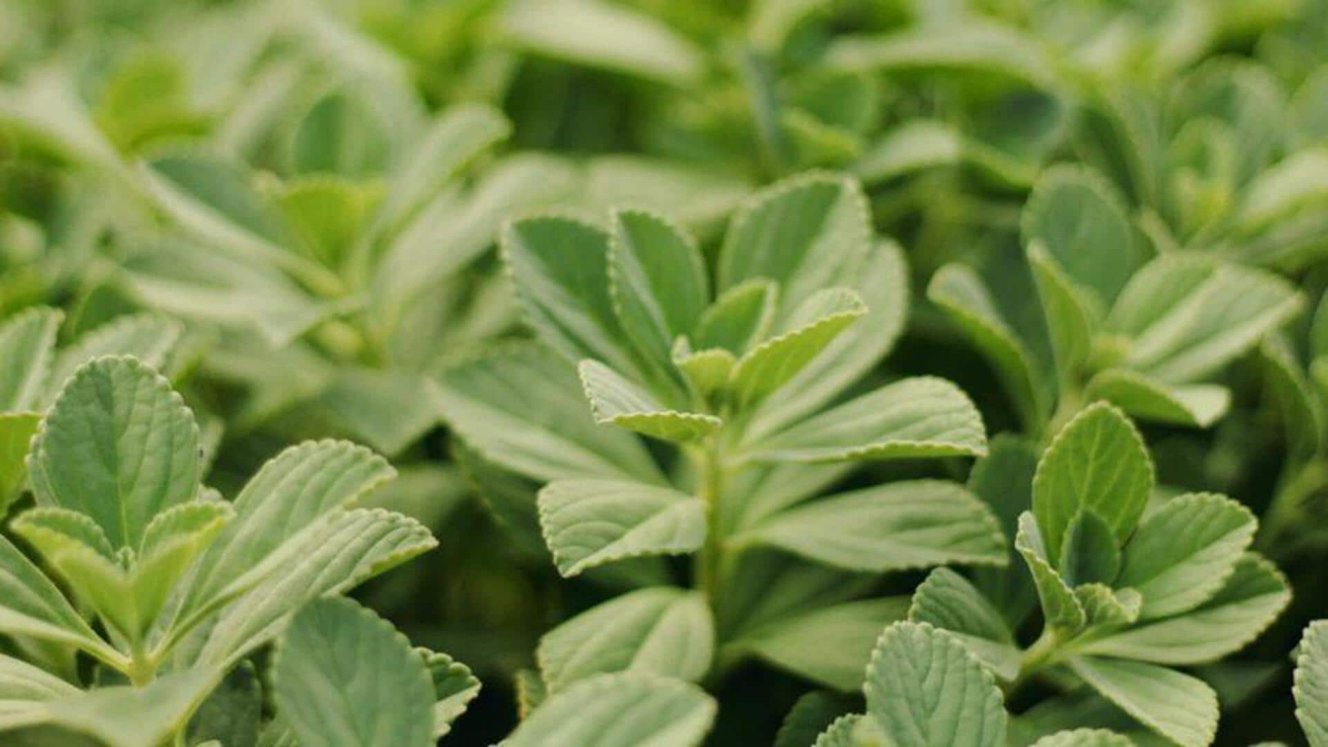 Manfaat Menanam Stevia di Kebun Rumah
