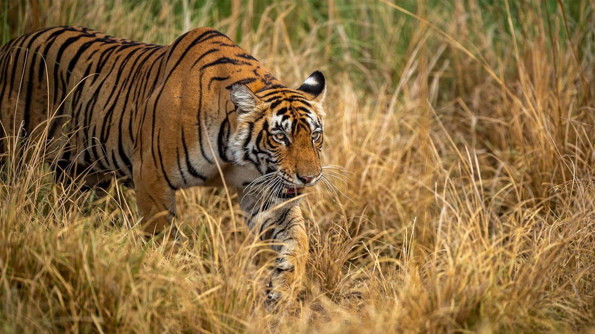 Strategi Berburu Harimau Terungkap Melalui Studi Perilaku Strategi Berburu Harimau Terungkap Melalui Studi Perilaku