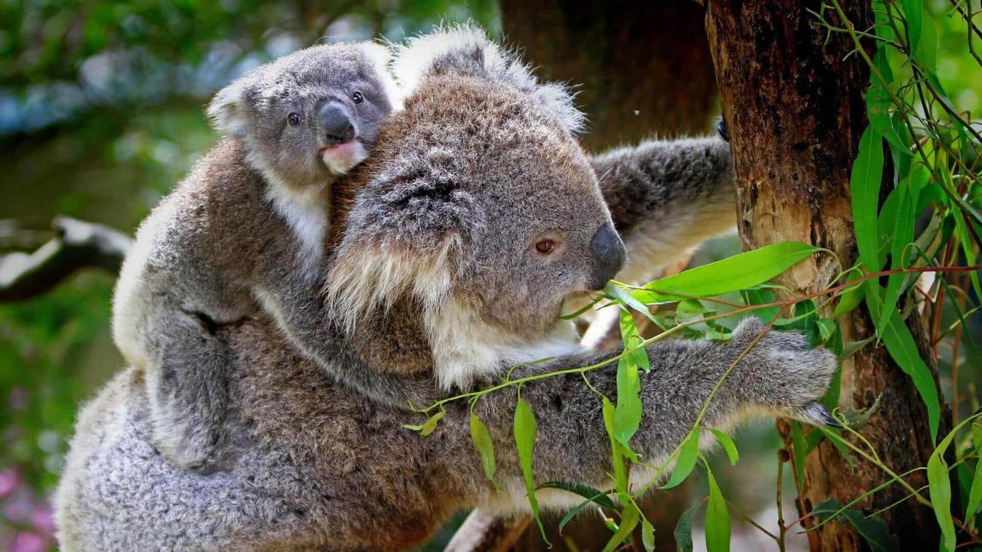 Fakta Menarik tentang Koala dan Daun Eukaliptus Fakta Menarik tentang Koala dan Daun Eukaliptus