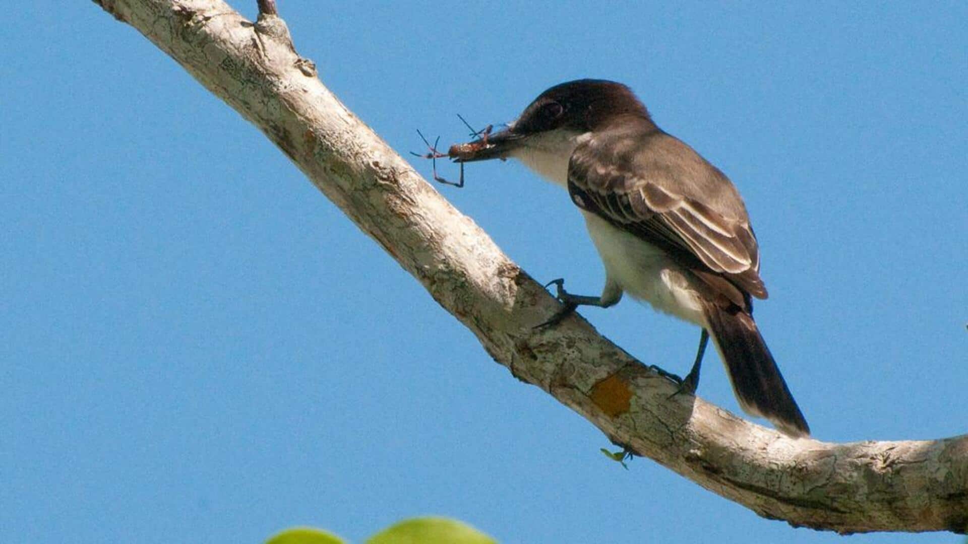 Mengungkap Rahasia dari Kebiasaan Makan Burung Kingbird