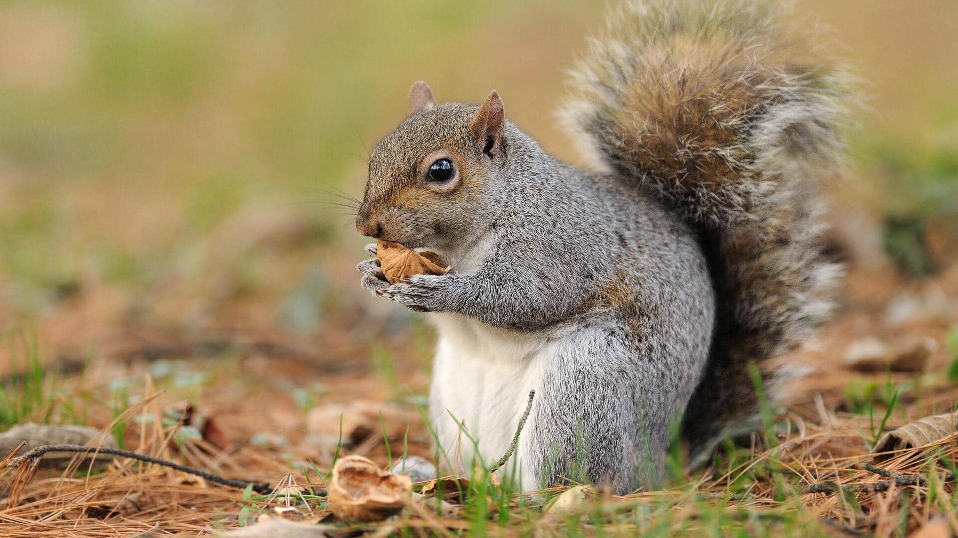 Cara Tupai Mengingat Lokasi Kacang yang telah Dikubur