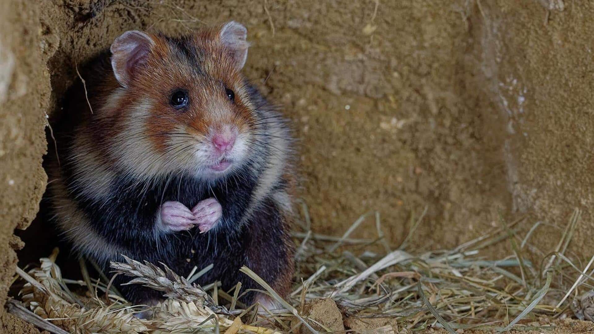 Mengamati Kebiasaan Unik Hamster di Habitat yang Beragam