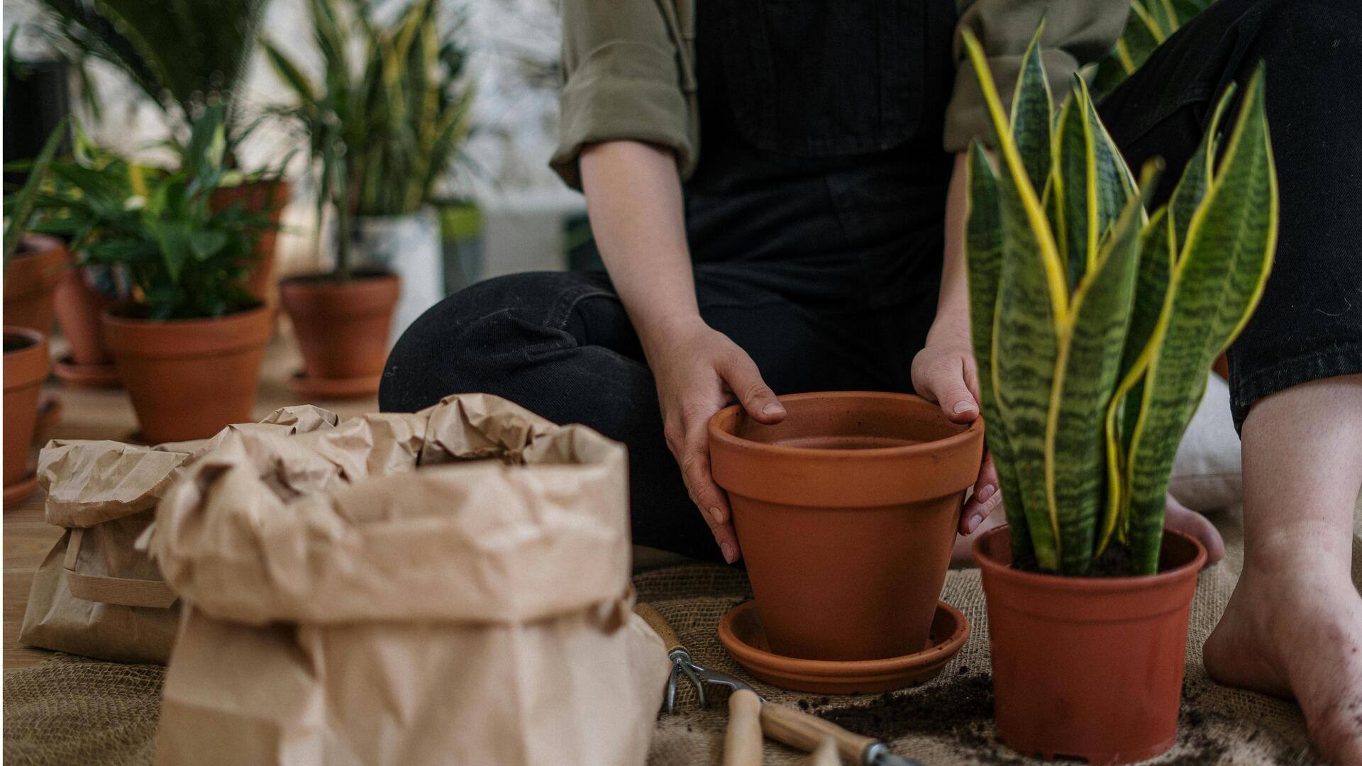 Tanaman yang Tumbuh di Kondisi Cahaya Rendah