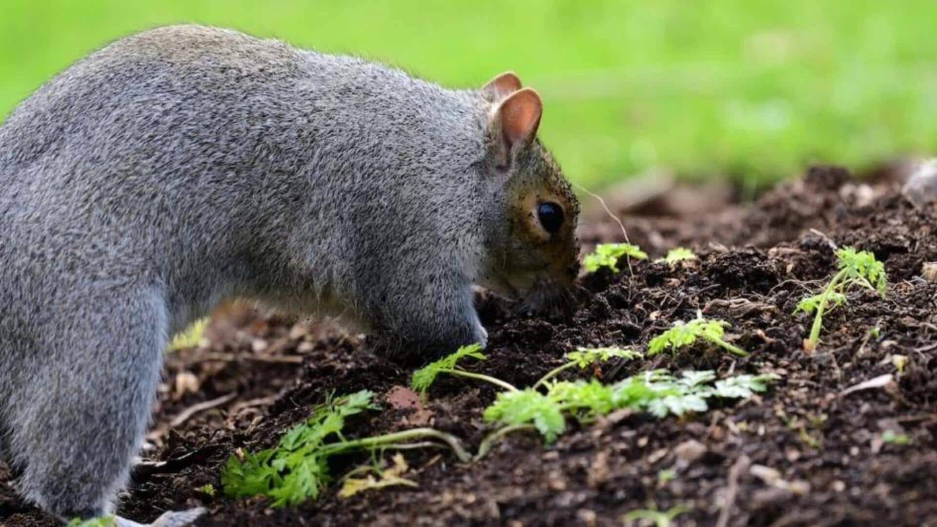 Dampak Tupai pada Dinamika Ekosistem Hutan