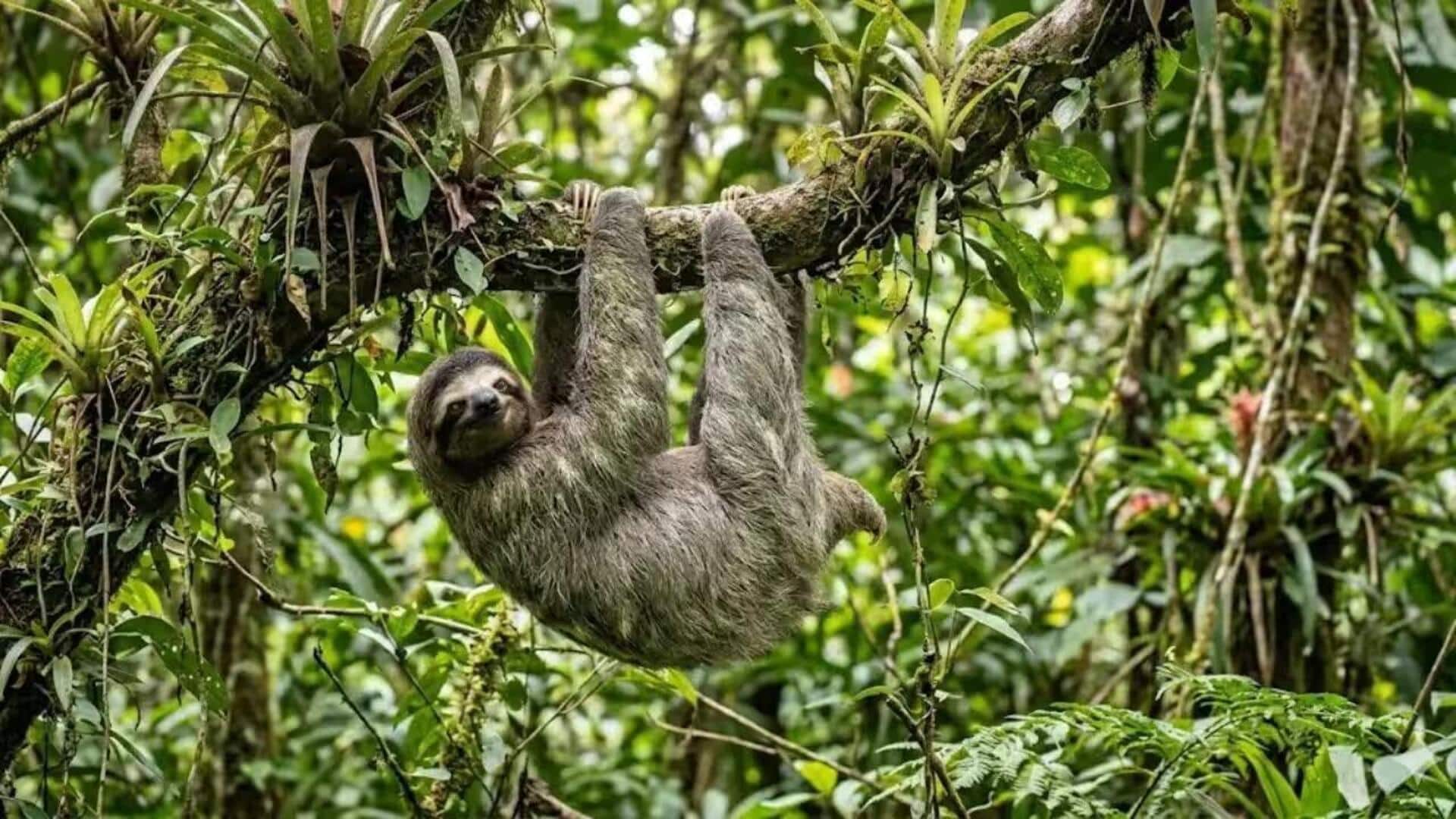 Habitat Unik Kungkang yang Tersembunyi di Bawah Ranting Pohon