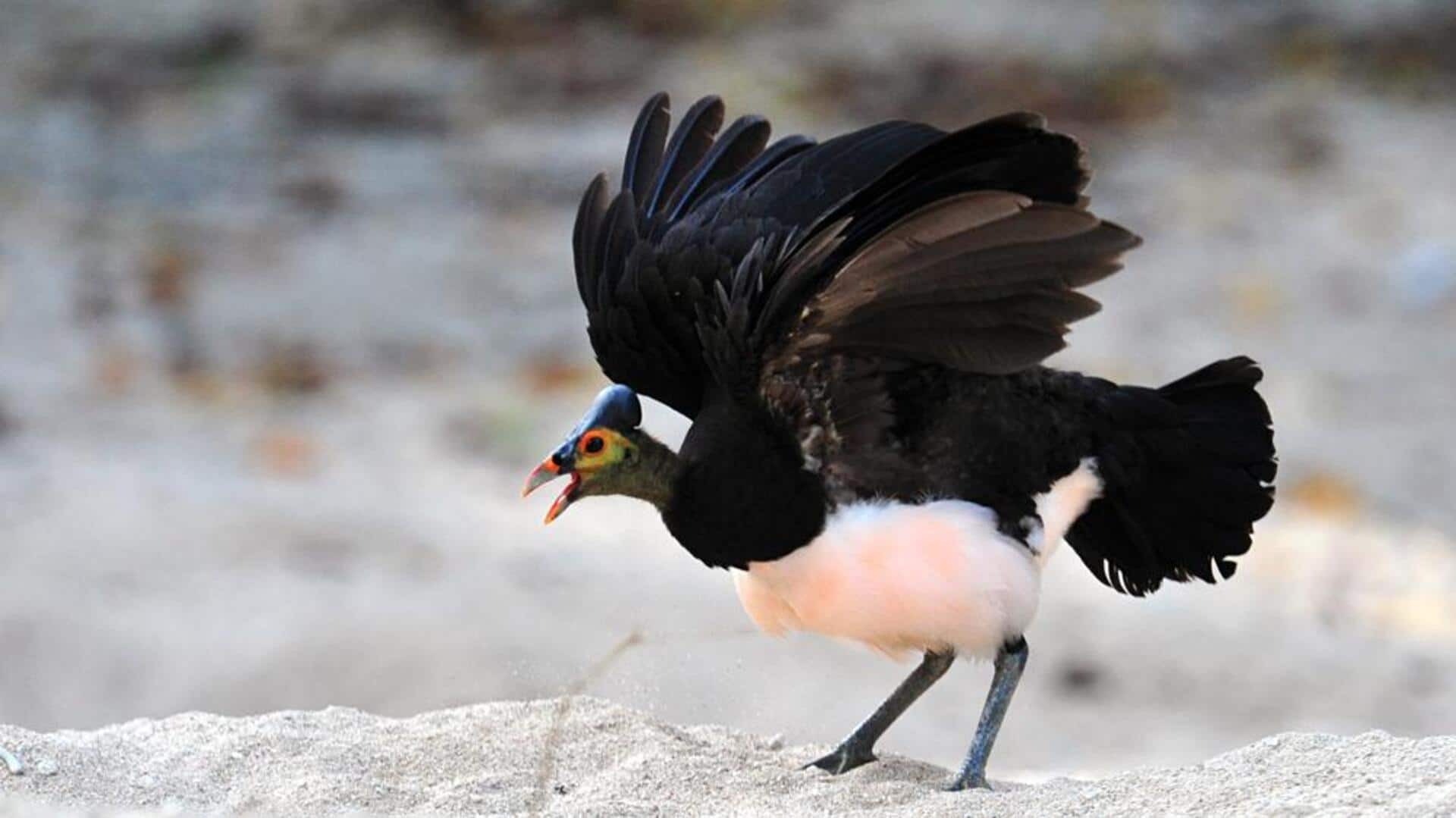 Mengungkap Proses Bertelur yang Unik dari Burung Maleo Mengungkap Proses Bertelur yang Unik dari Burung Maleo