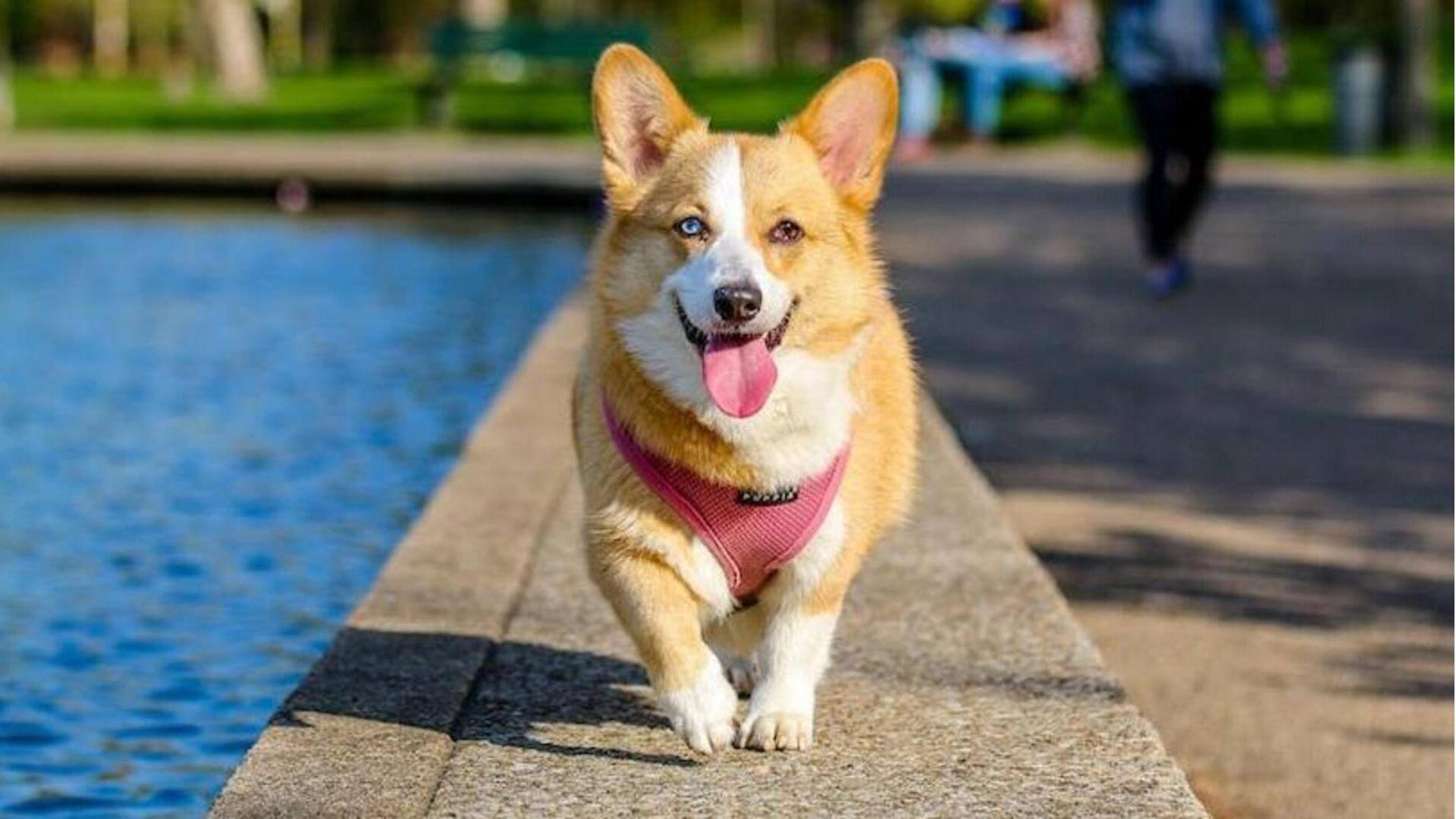 Cara mendapatkan kasih sayang dari anjing Anda