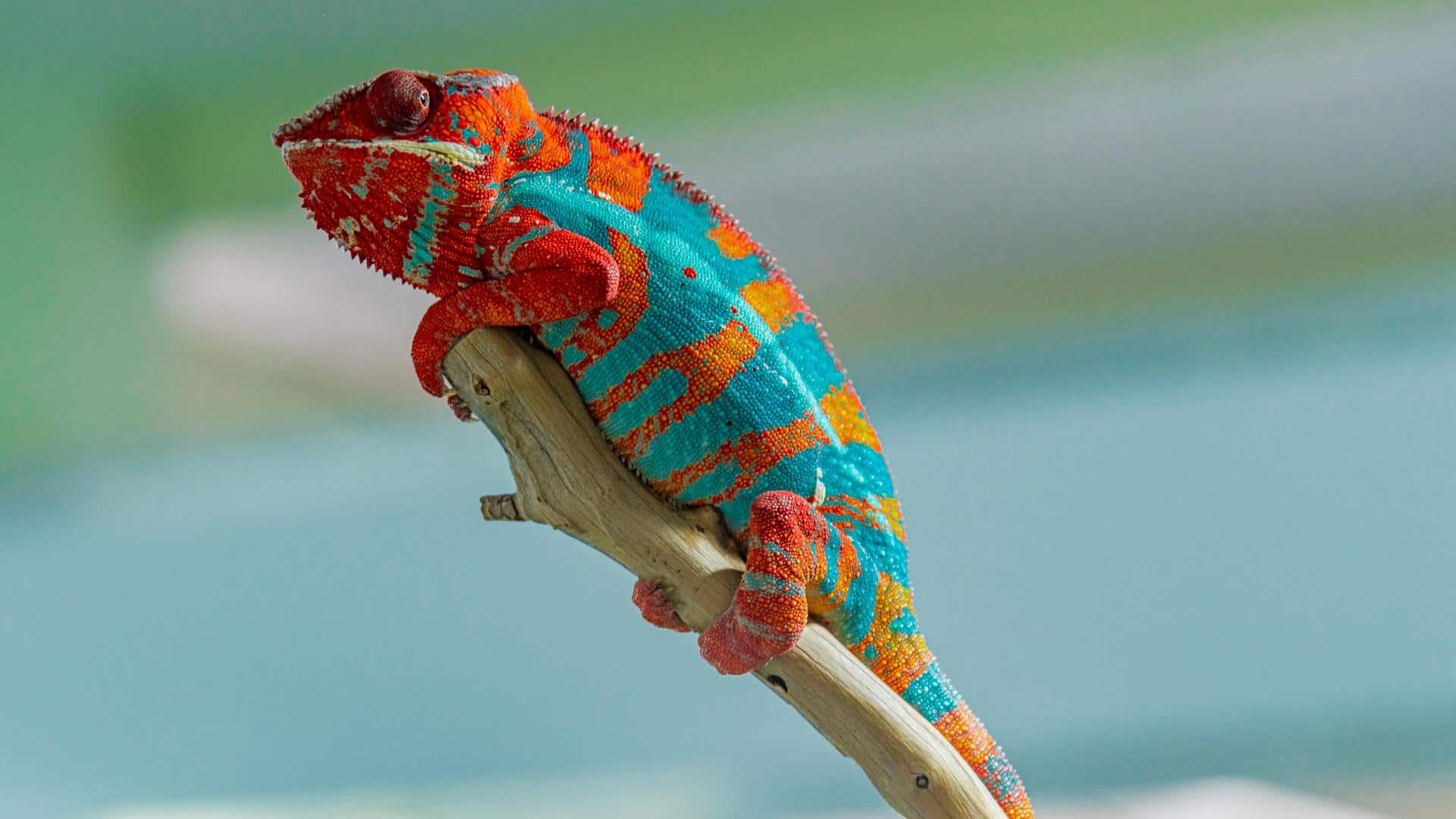 Fakta menarik tentang perubahan warna bunglon Fakta menarik tentang perubahan warna bunglon