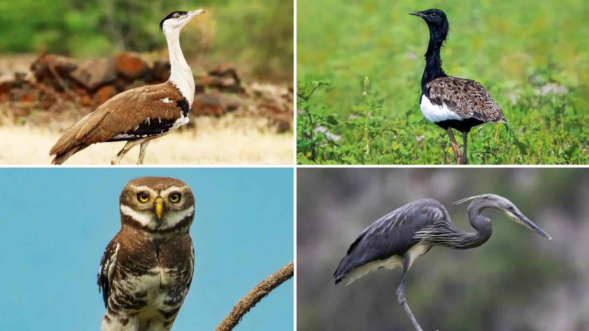 Menjelajahi Spesies Burung Yang Rentan Dan Terancam Punah Di India