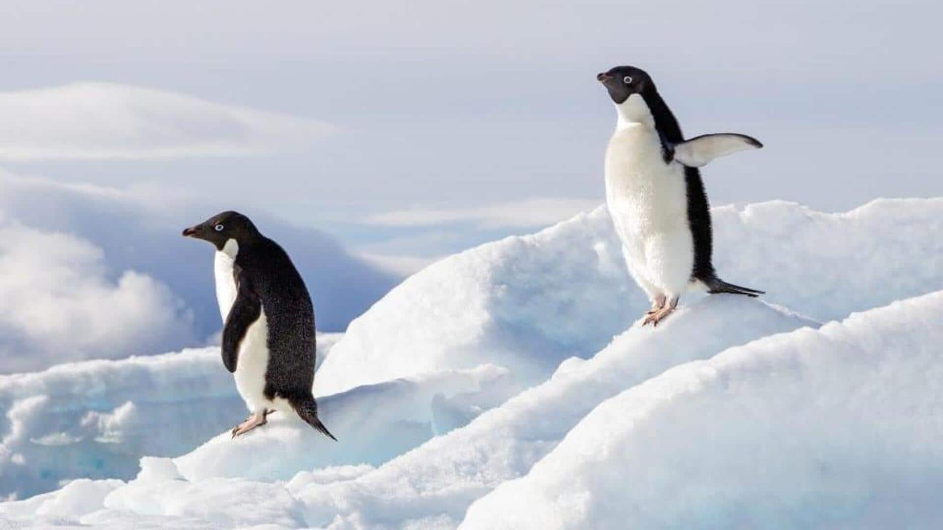 Mempelajari Cara Komunikasi Penguin melalui Suara yang Kompleks