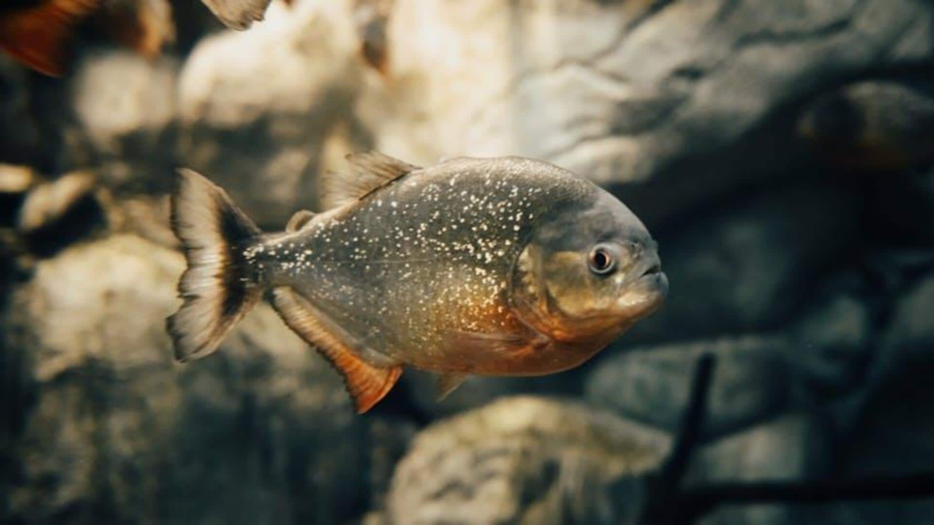 Peran Piranha Brasil dalam Ekosistem Berkelanjutan
