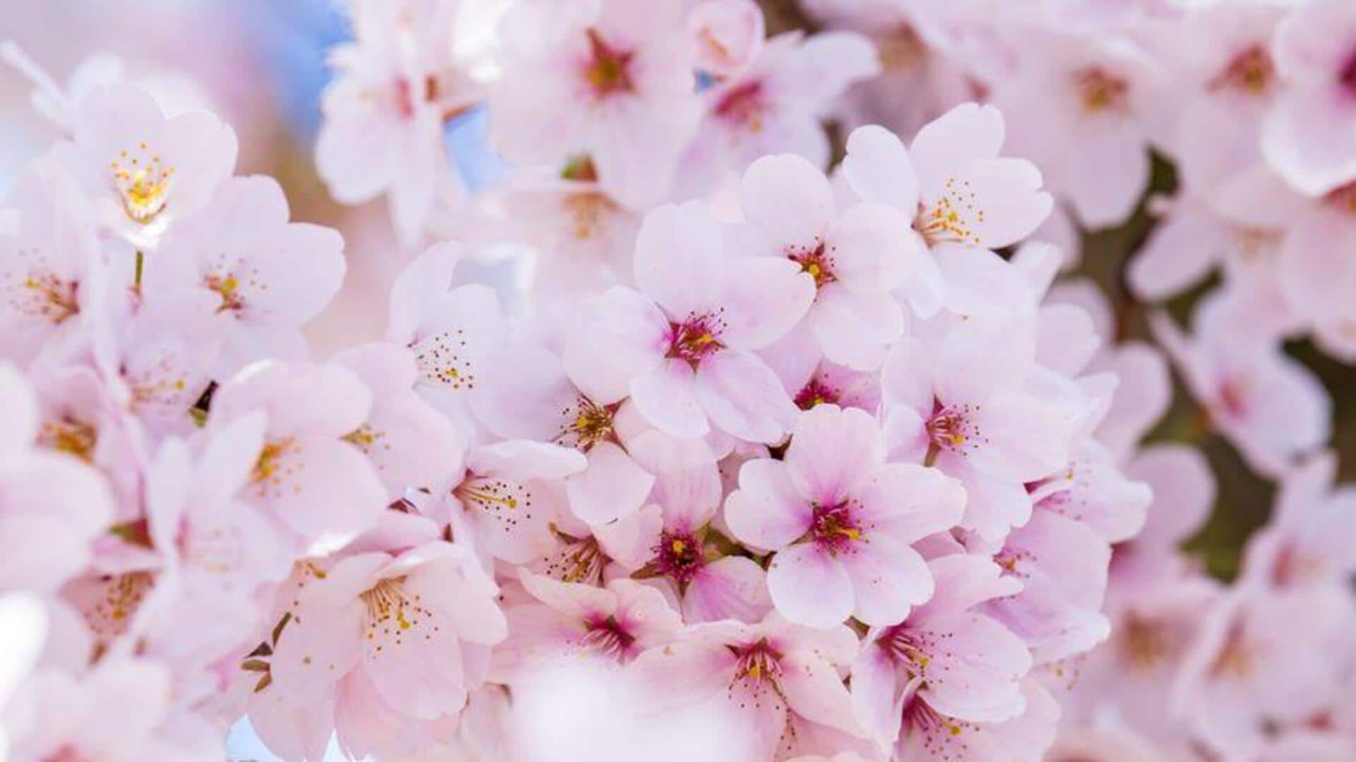 Tips Berkebun Cerdas untuk Pohon Sakura Sehat