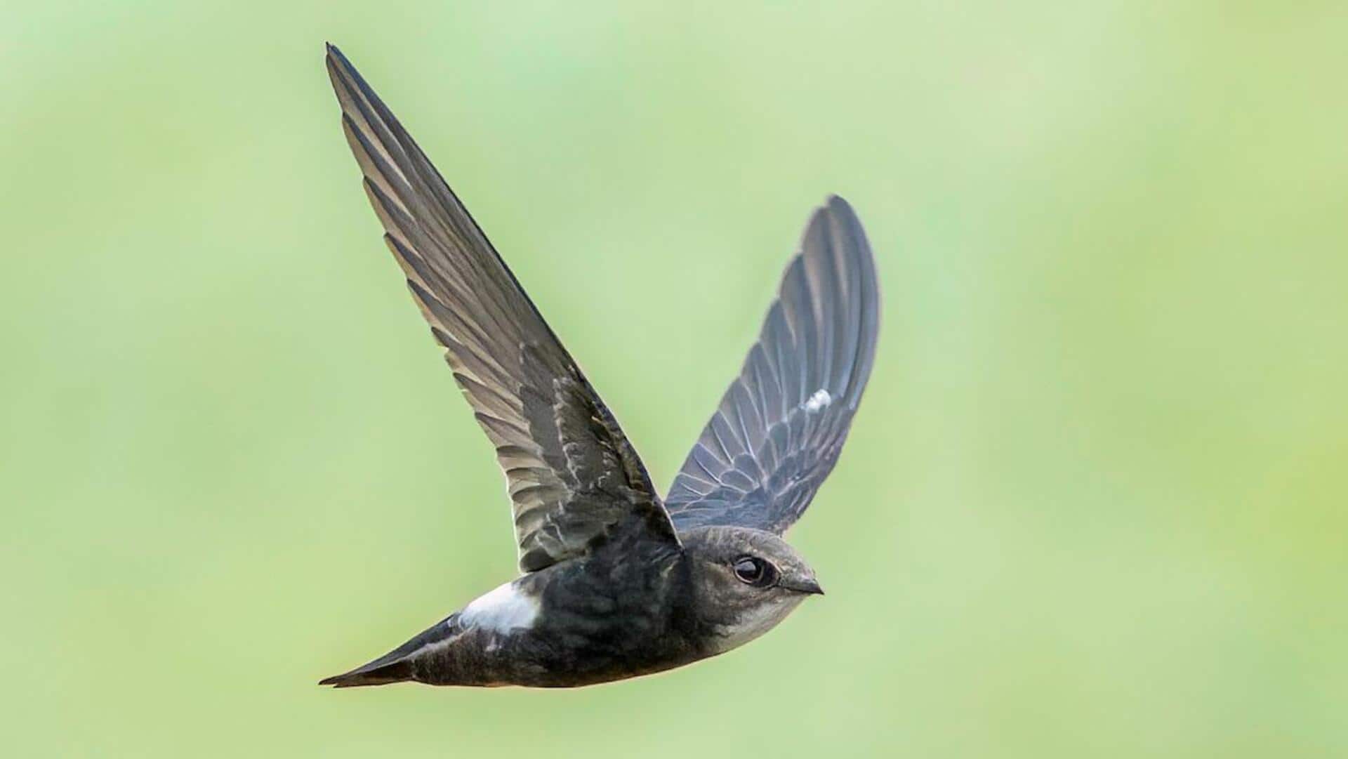Fakta Menarik dari Jalur Migrasi Burung Swift yang Luar Biasa Fakta Menarik dari Jalur Migrasi Burung Swift yang Luar Biasa
