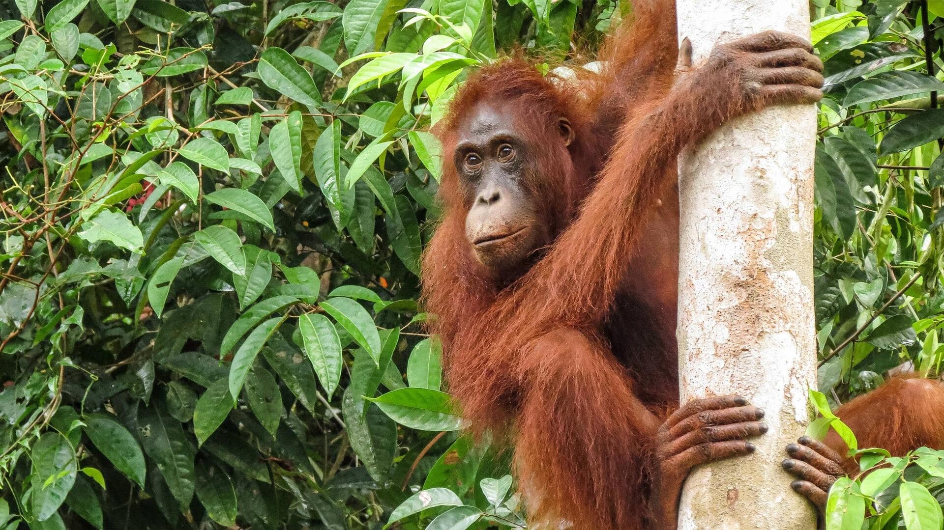 Mengamati Kecerdasan Orangutan dalam Memecahkan Masalah di Alam Liar Mengamati Kecerdasan Orangutan dalam Memecahkan Masalah di Alam Liar