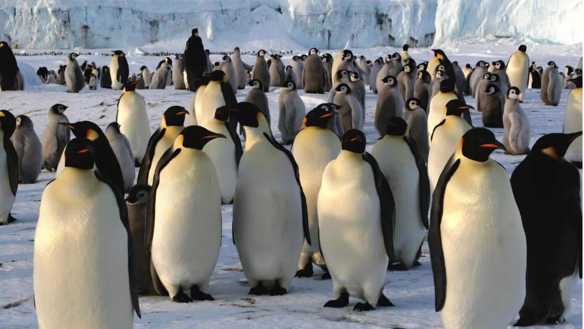 Keajaiban Migrasi Penguin: Lima Pola Bertahan Hidup yang Luar Biasa