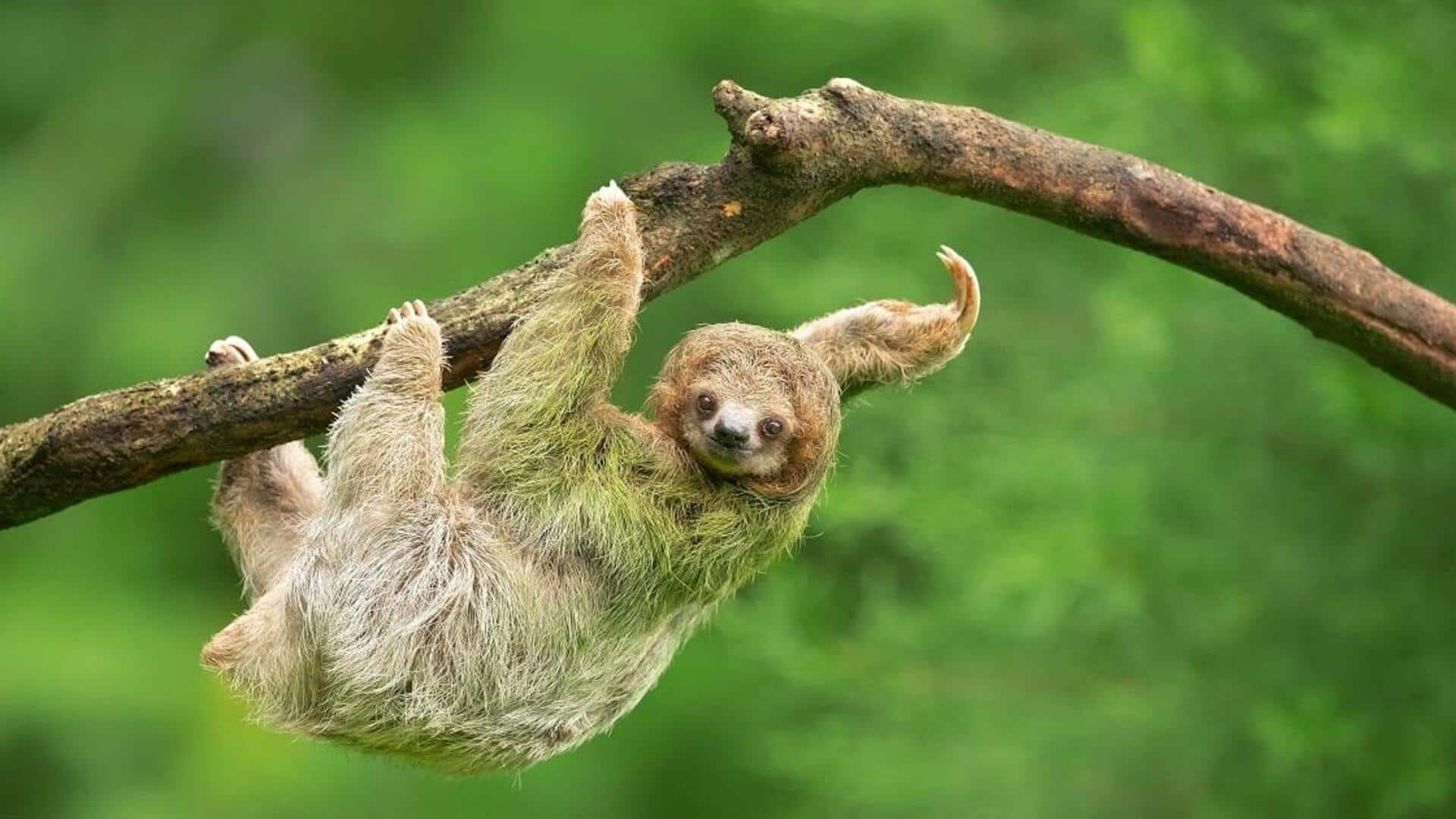 Strategi Ekologis yang Luar Biasa dari Kukang