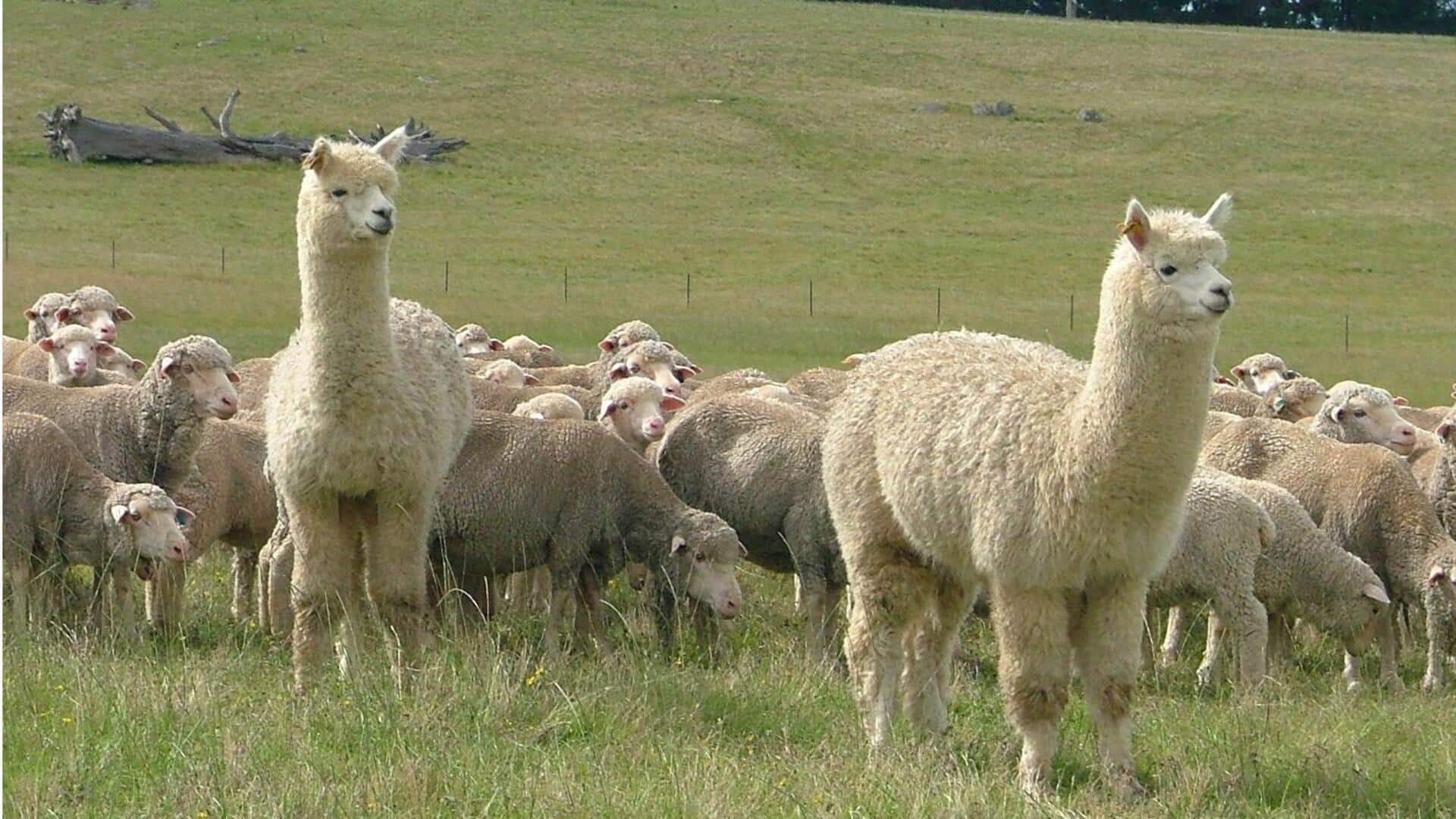 Perilaku Unik Alpaka dalam Berinteraksi dengan Spesies Lain