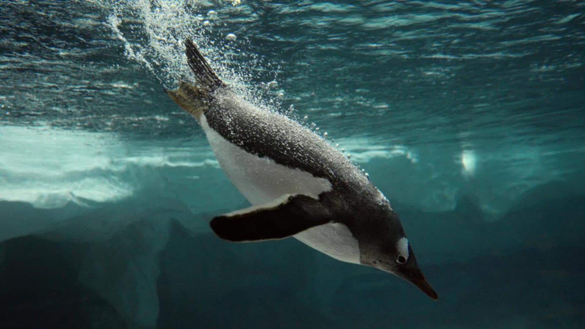 Mengungkap Rahasia Penggunaan Sayap Penguin saat Berenang