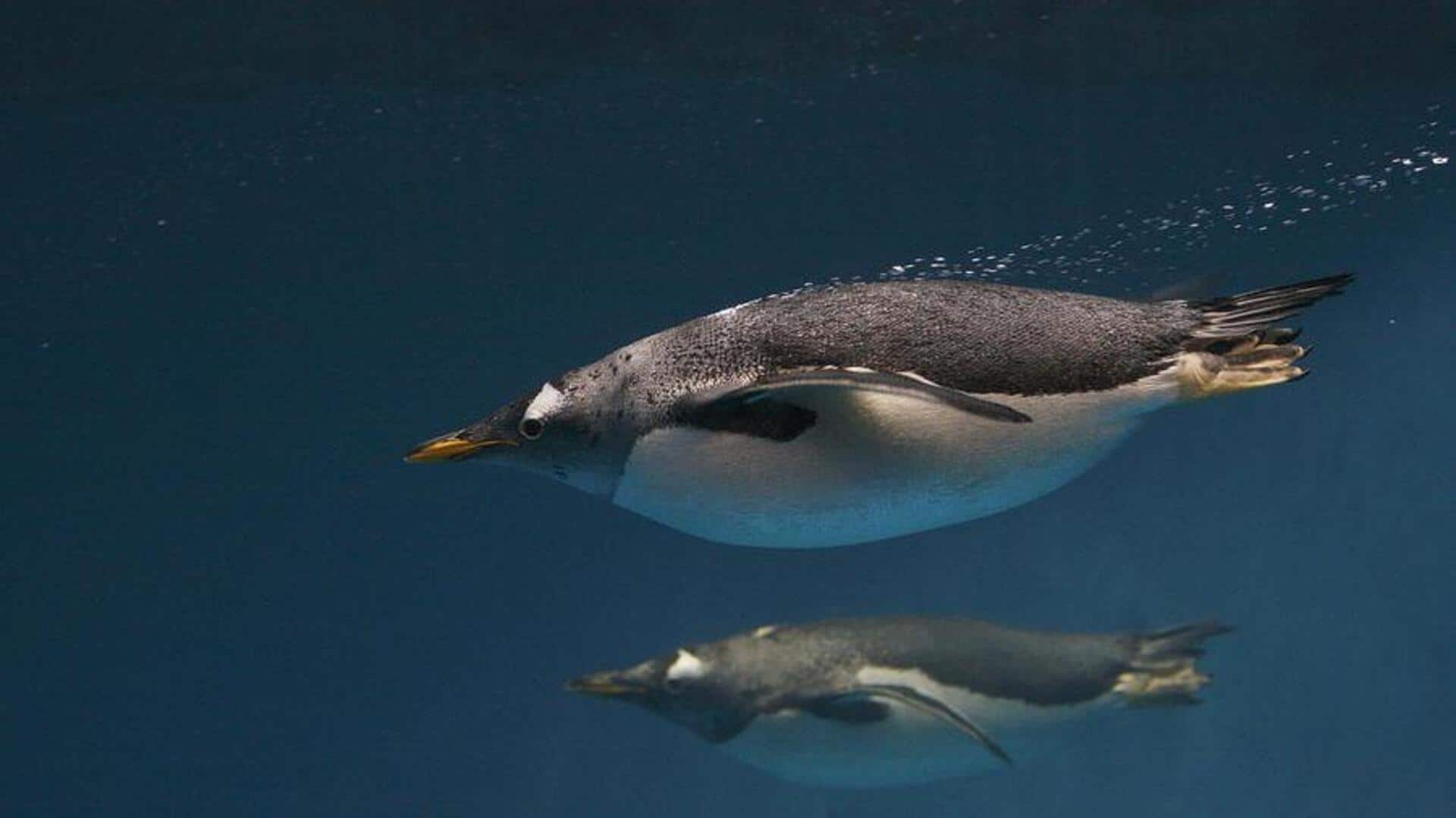 Cara Penguin Berkomunikasi di Bawah Air