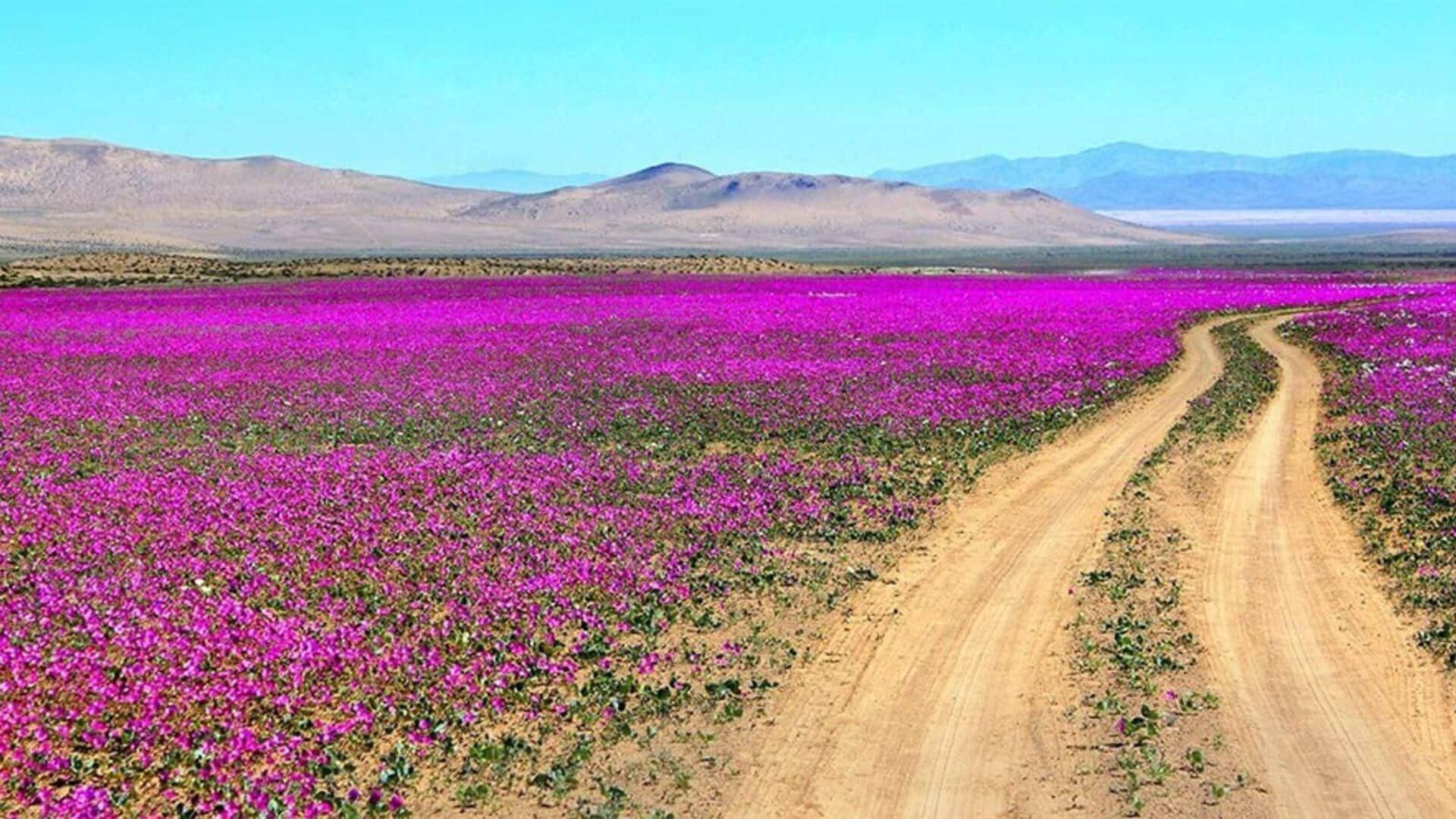 Saksikan pemandangan mekarnya bunga gurun Atacama