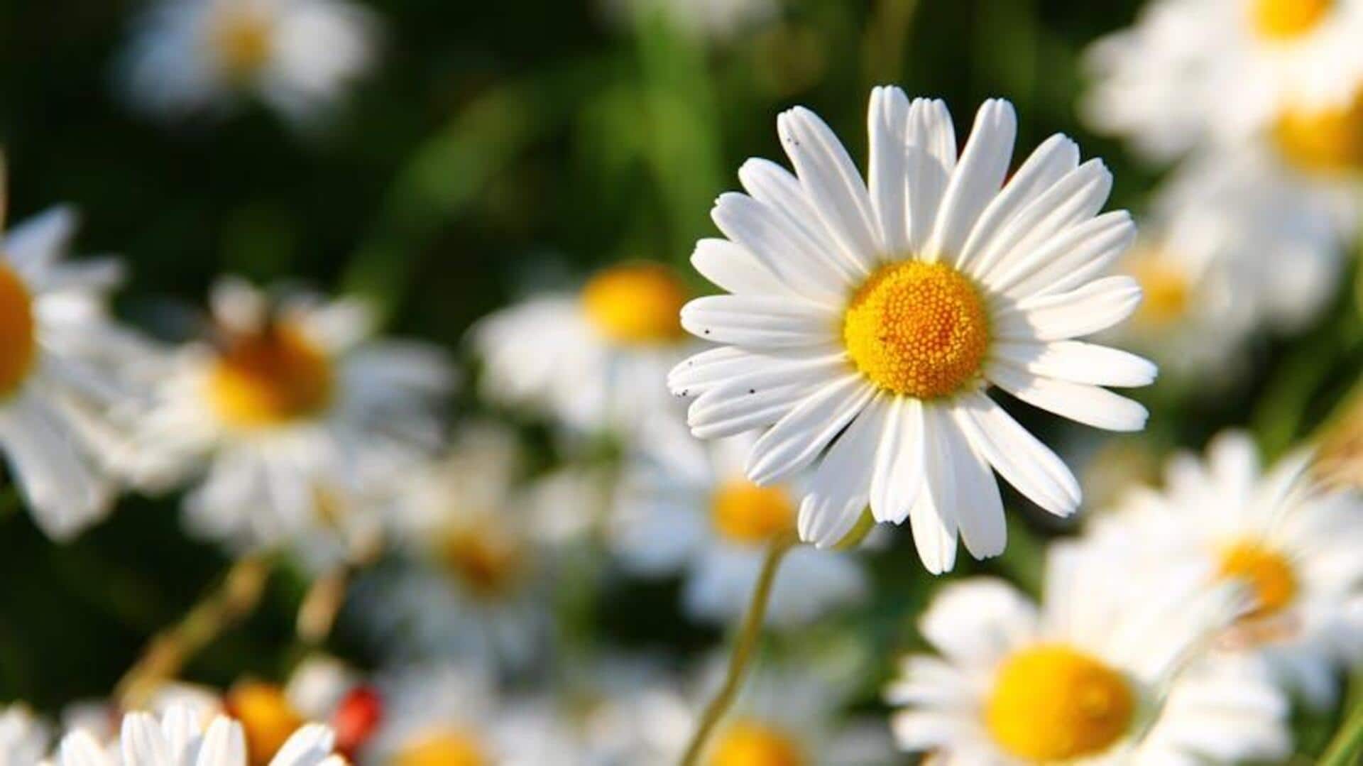 Fakta Menarik tentang Bunga Daisy yang Jarang Diketahui Fakta Menarik tentang Bunga Daisy yang Jarang Diketahui